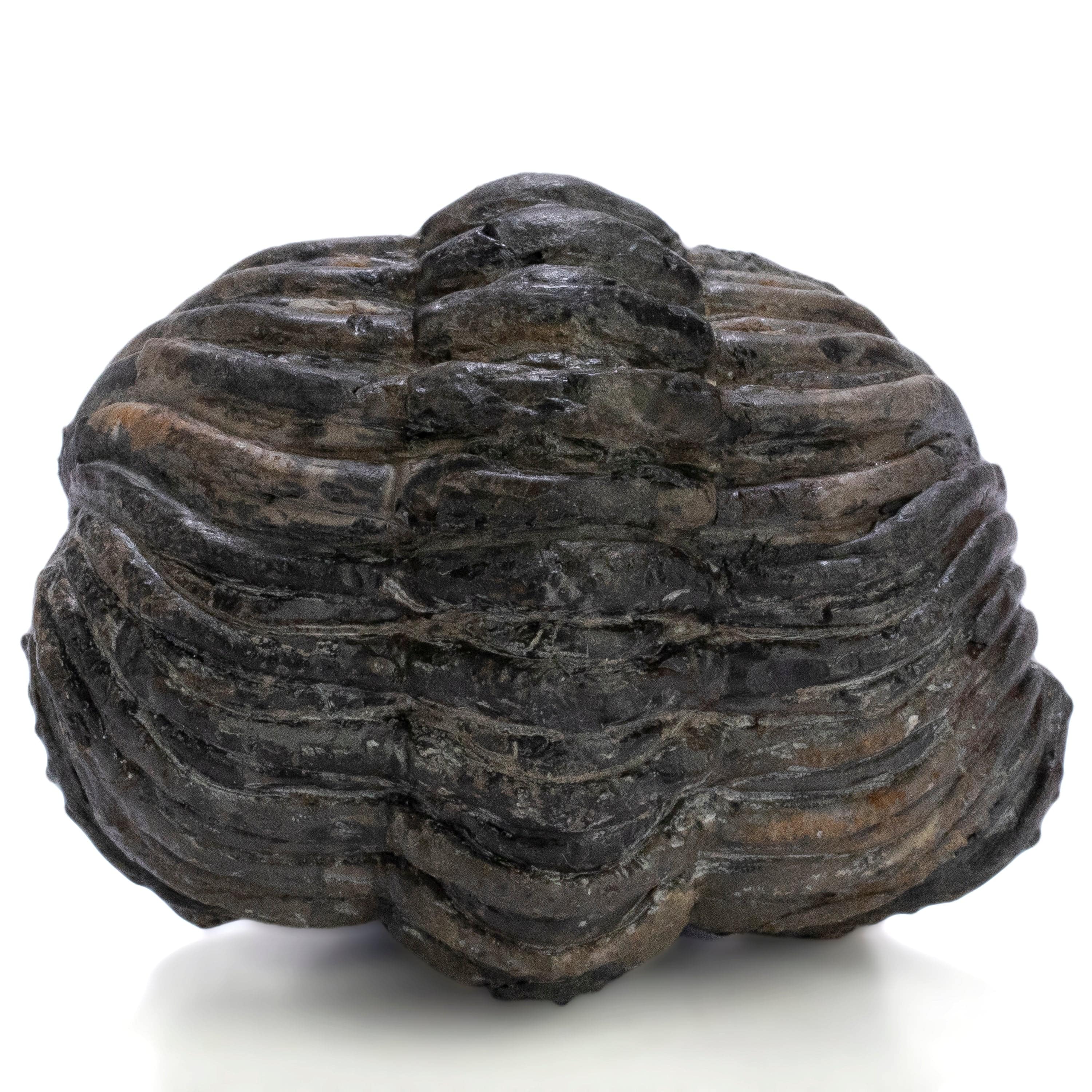 Kalifano Fossils & Minerals Enrolled Drotops Trilobite from Morocco - 2.7" TR3000.005