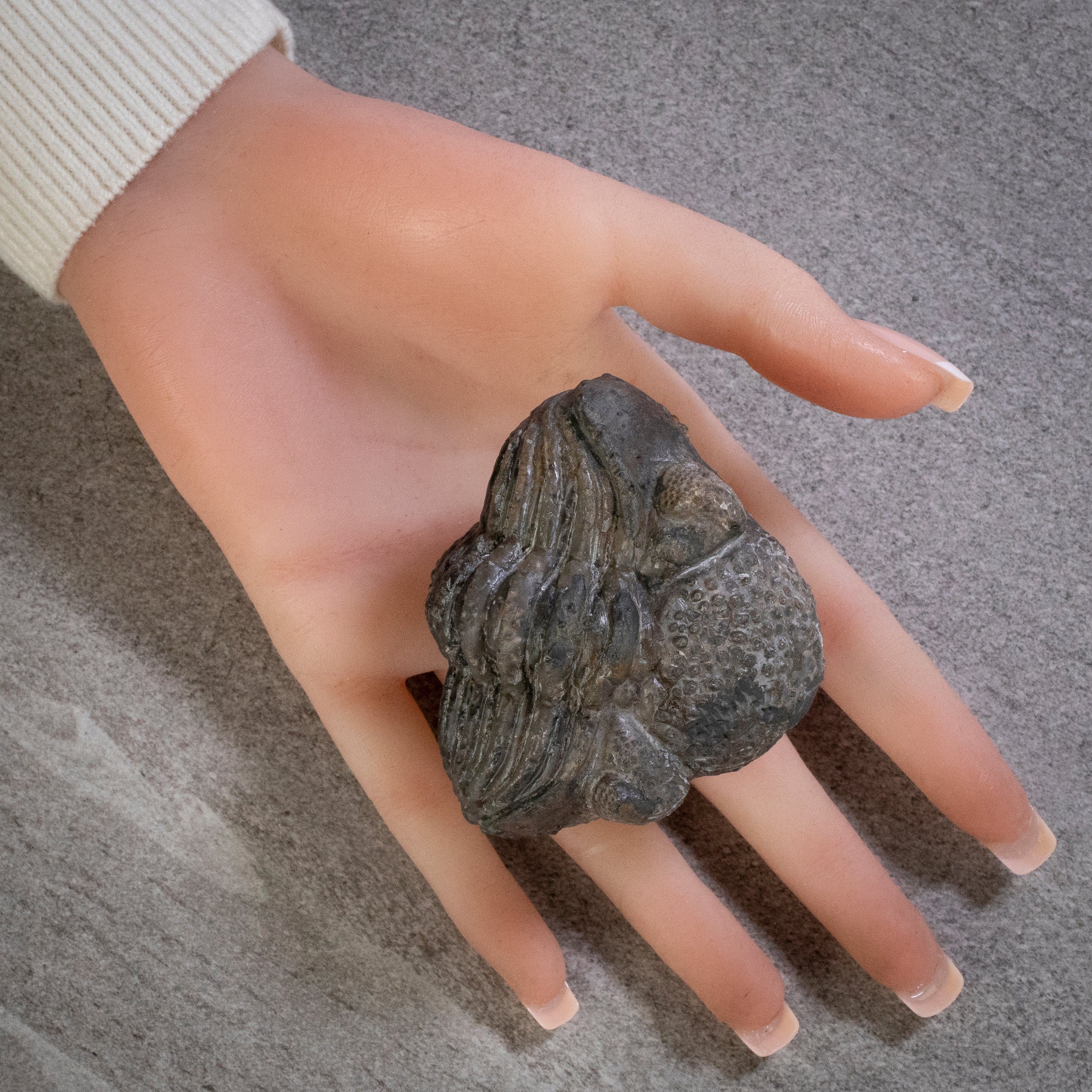Kalifano Fossils & Minerals Enrolled Drotops Trilobite from Morocco - 2.7" TR3000.005