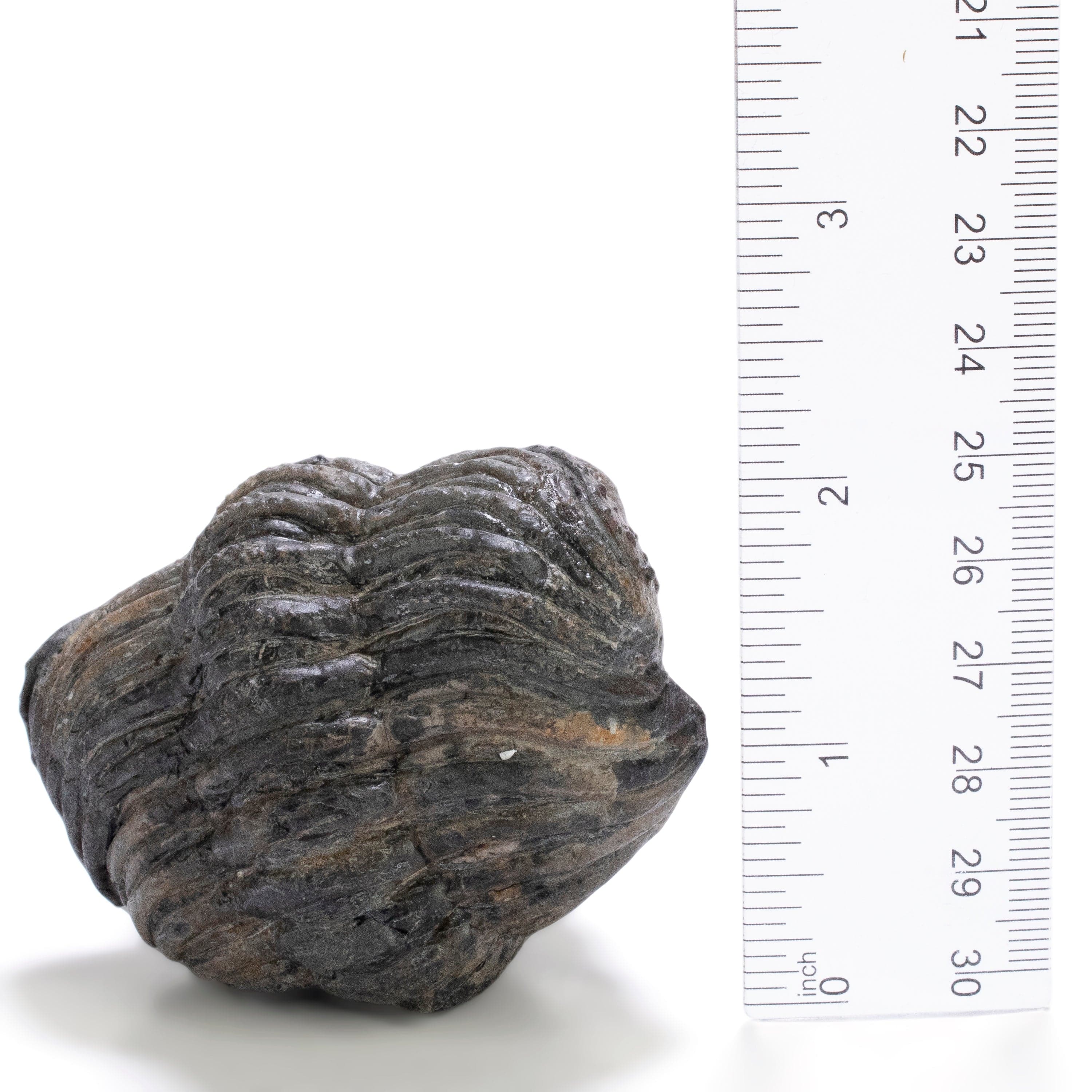 Kalifano Fossils & Minerals Enrolled Drotops Trilobite from Morocco - 2.7" TR3000.005