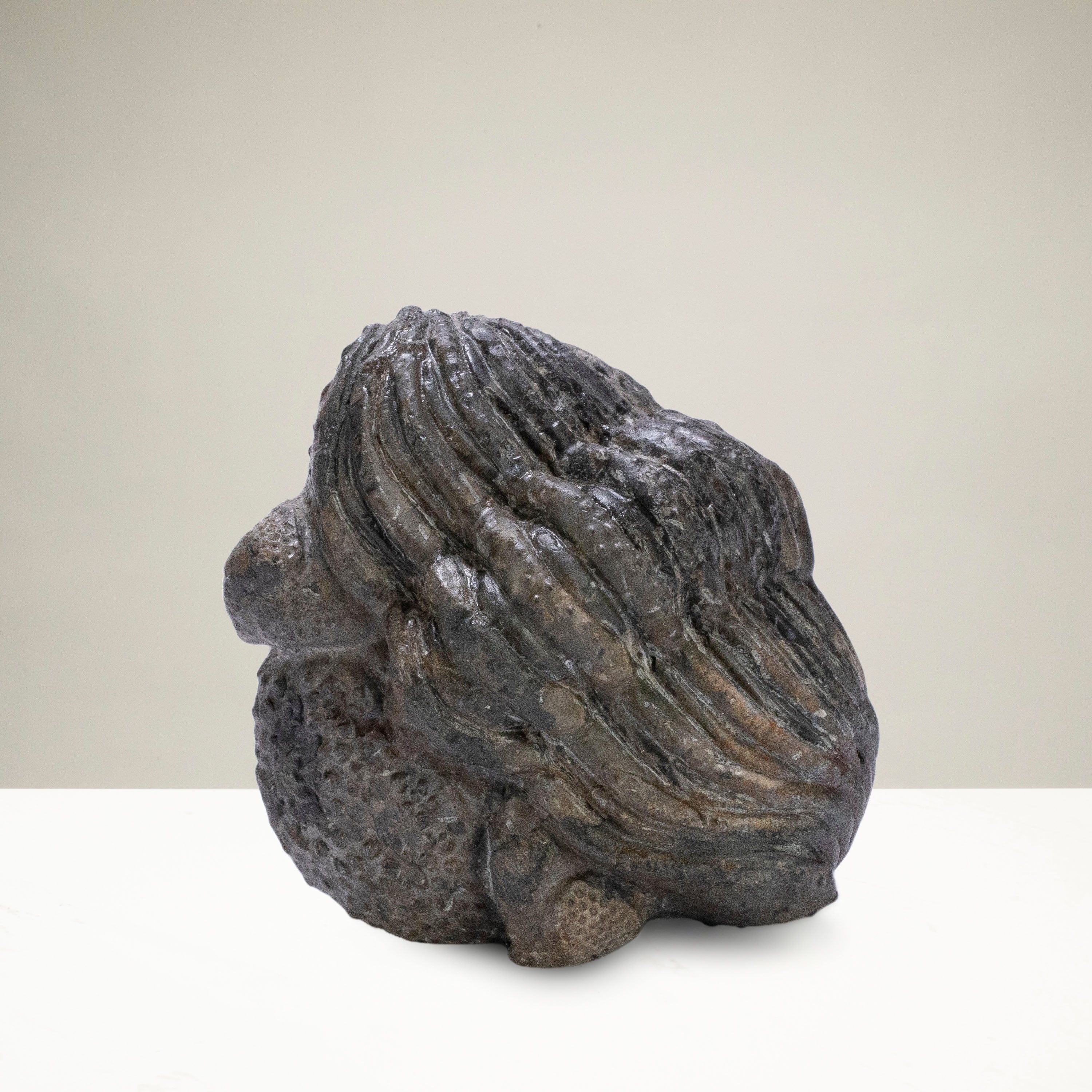 Kalifano Fossils & Minerals Enrolled Drotops Trilobite from Morocco - 2.7" TR3000.005