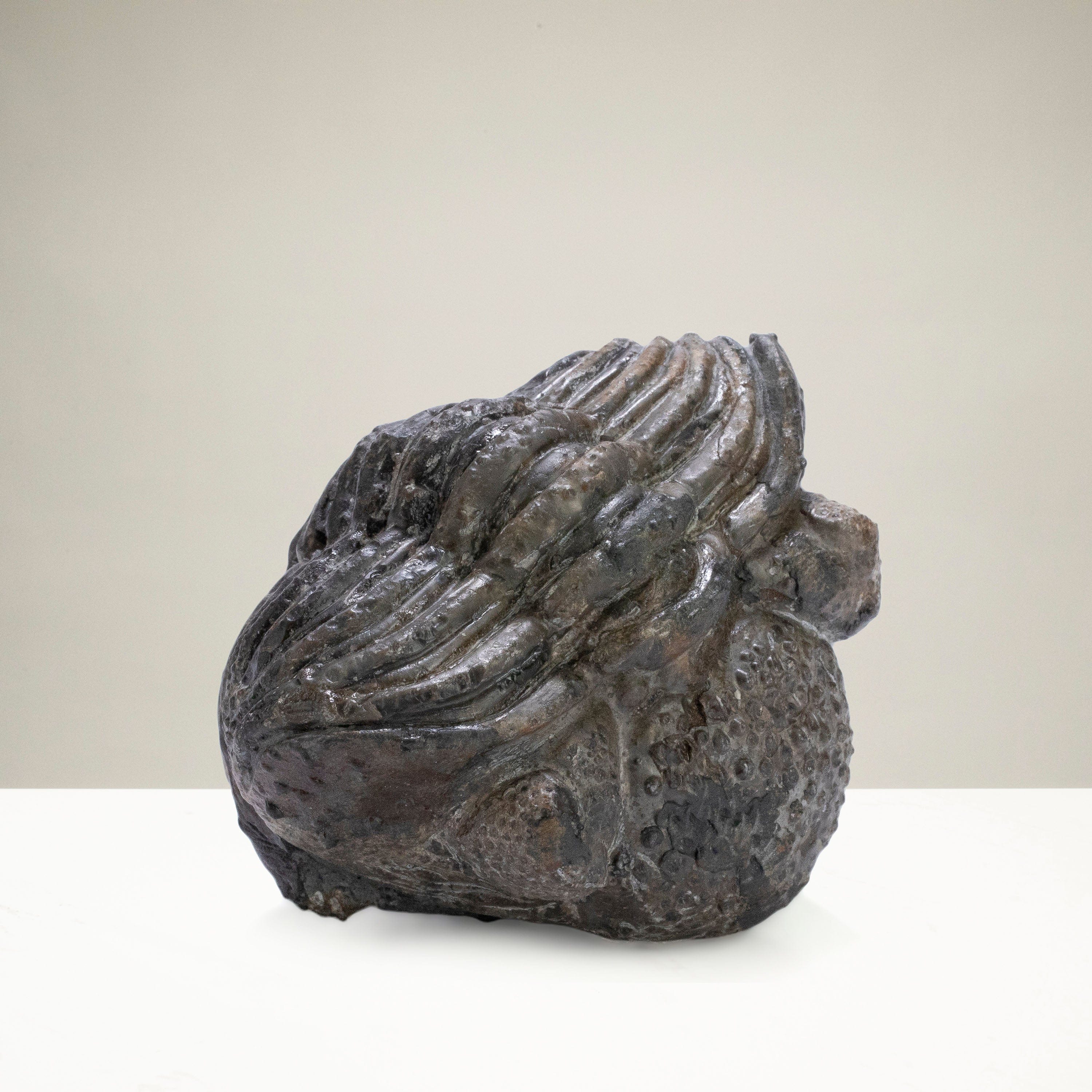 Kalifano Fossils & Minerals Enrolled Drotops Trilobite from Morocco - 2.7" TR3000.005