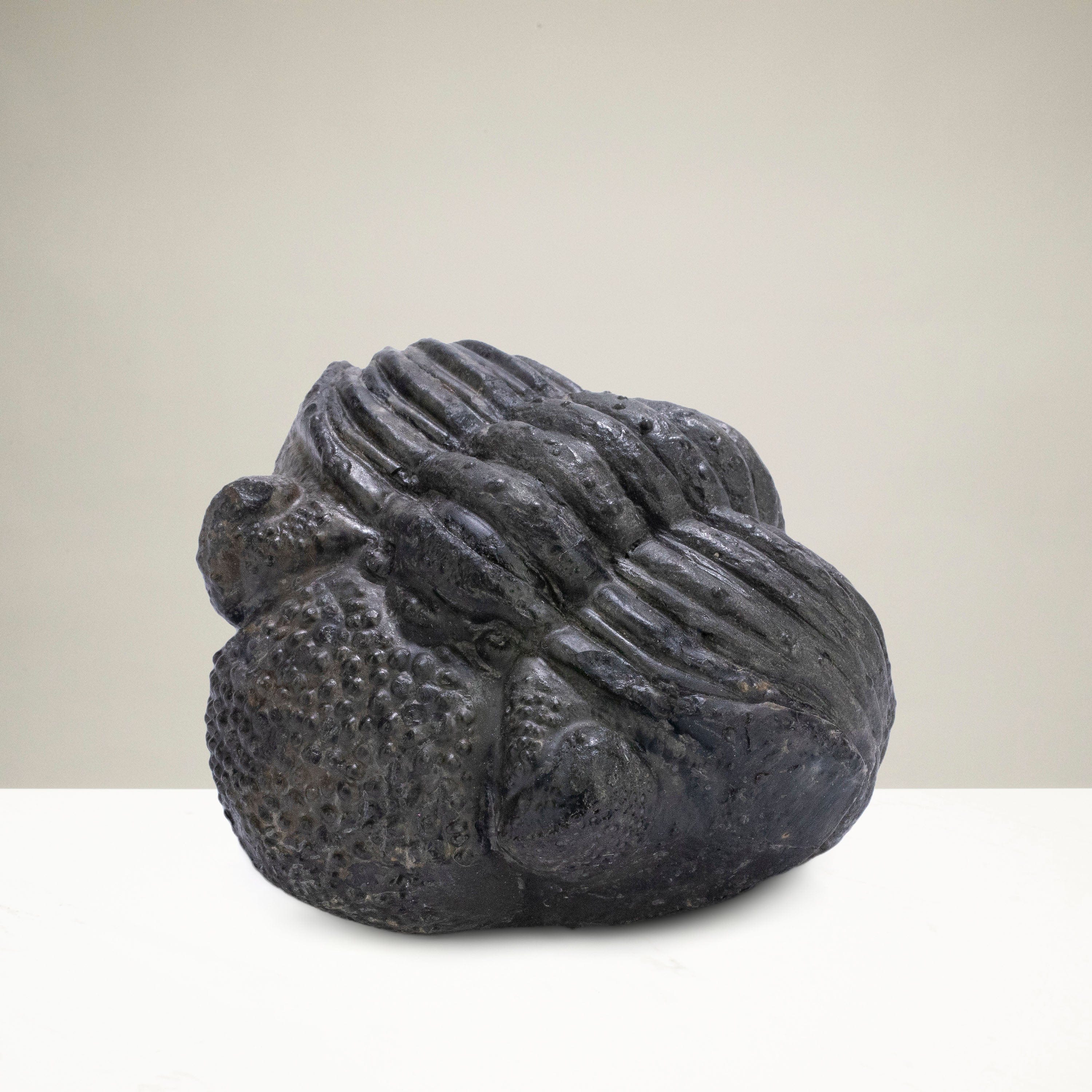 Kalifano Fossils & Minerals Enrolled Drotops Trilobite from Morocco - 2.7" TR3000.008
