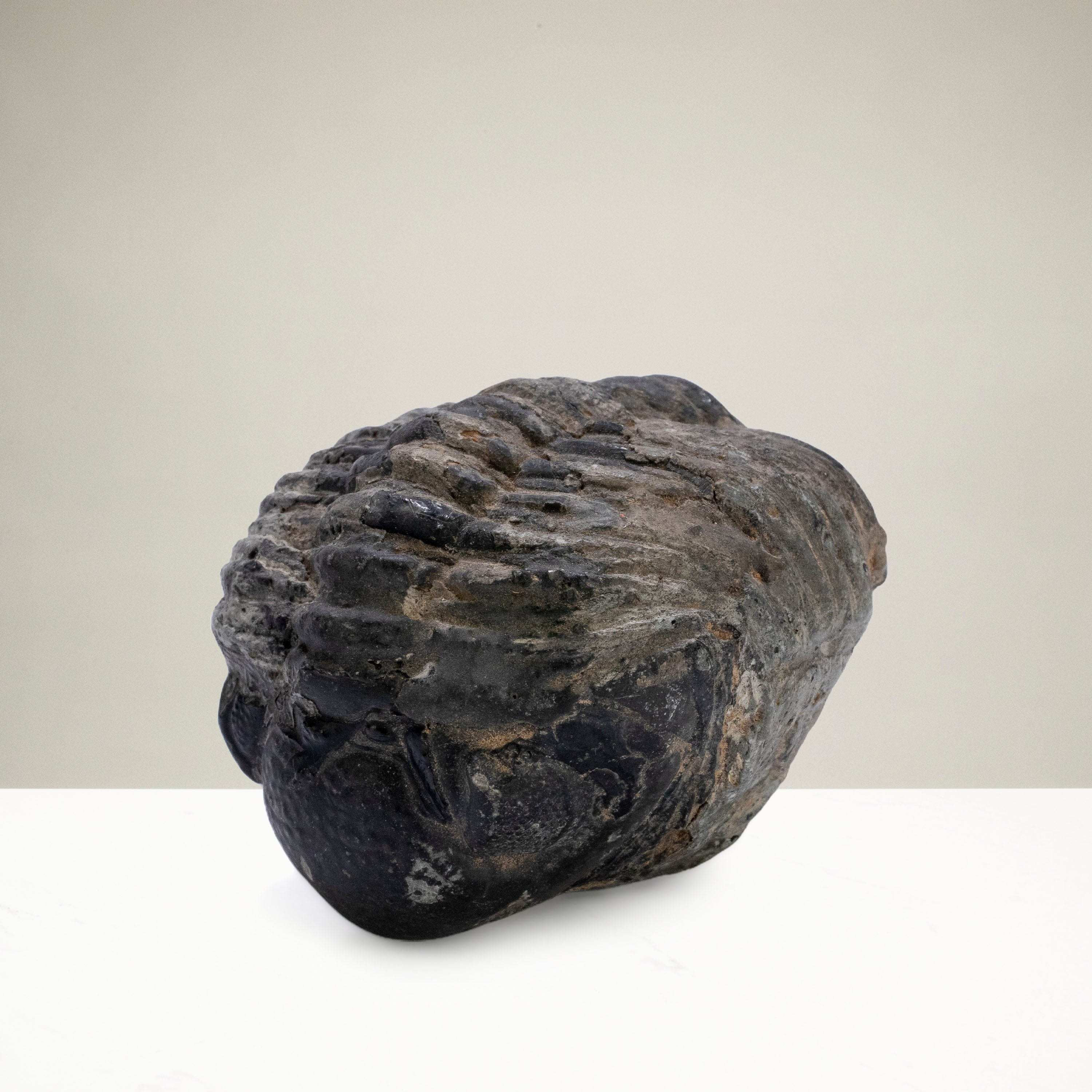 Kalifano Fossils & Minerals Enrolled Drotops Trilobite from Morocco - 2.8" TR3000.003