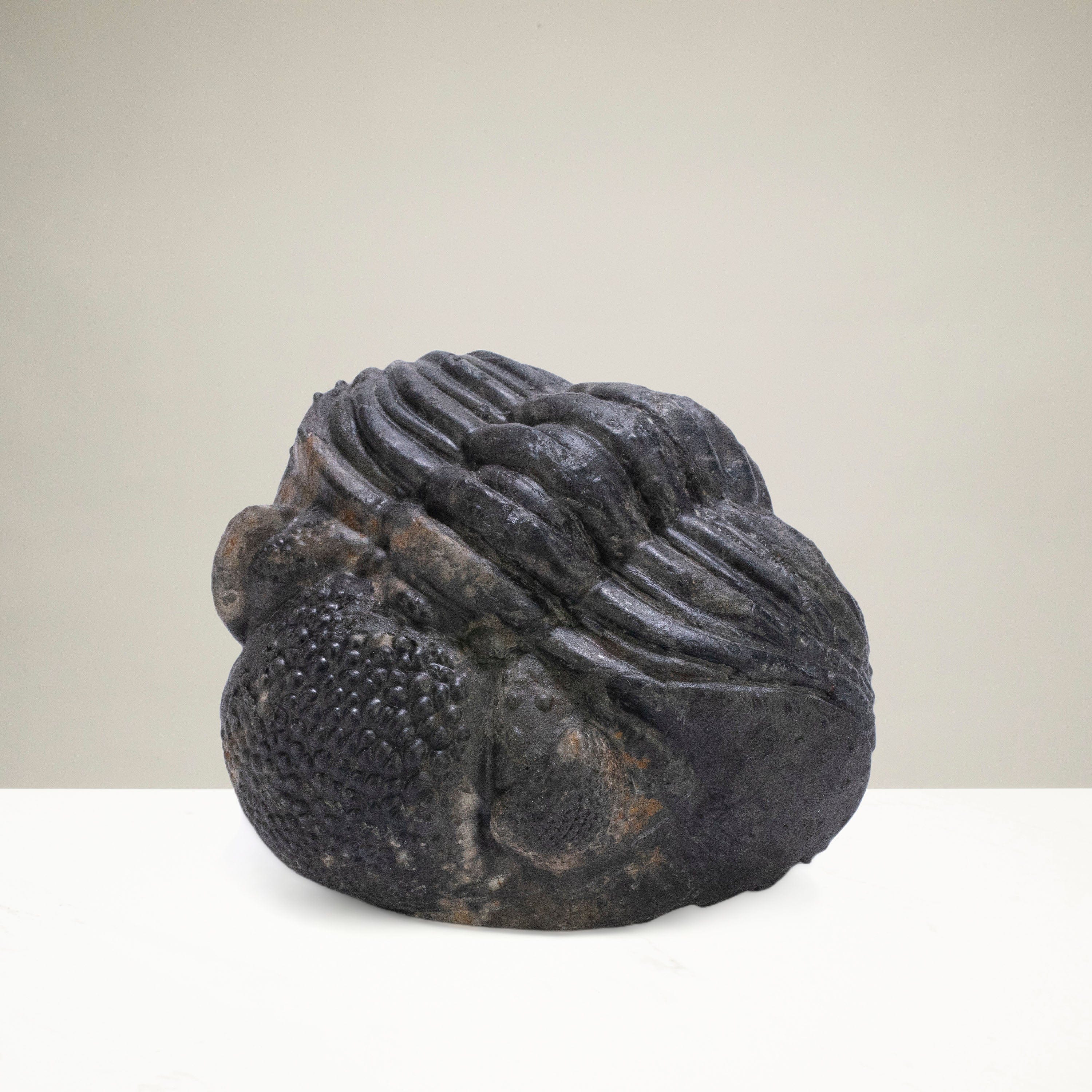 Kalifano Fossils & Minerals Enrolled Drotops Trilobite from Morocco - 2.8" TR3000.004