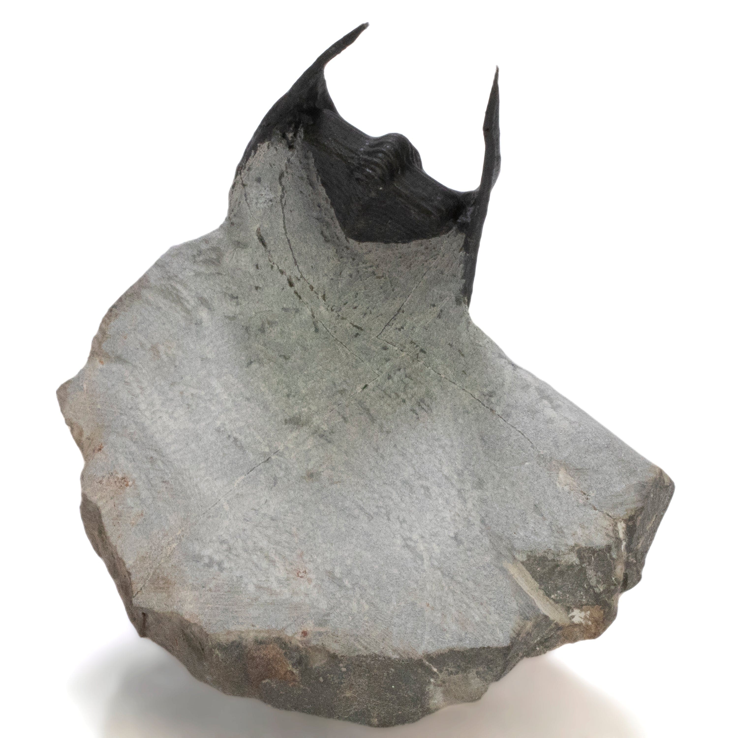 Kalifano Fossils & Minerals Harpes Trilobite on Matrix from Morocco - 1.8" TR3000.027