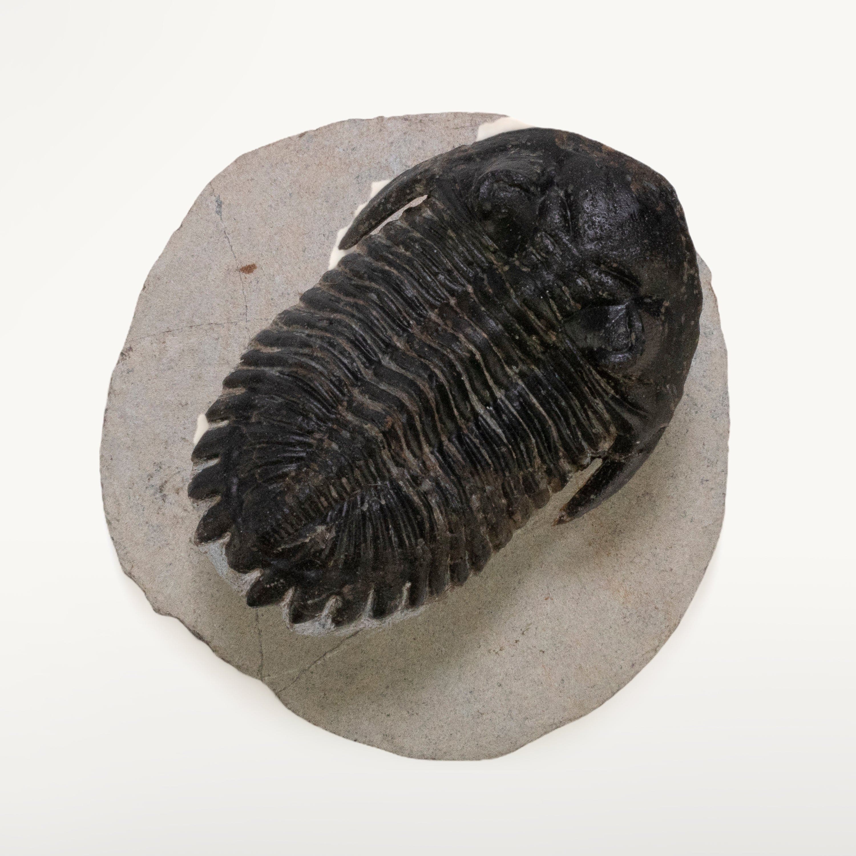 Kalifano Fossils & Minerals Hollardops Trilobite in Matrix from Morocco - 2.3" TR3000.014