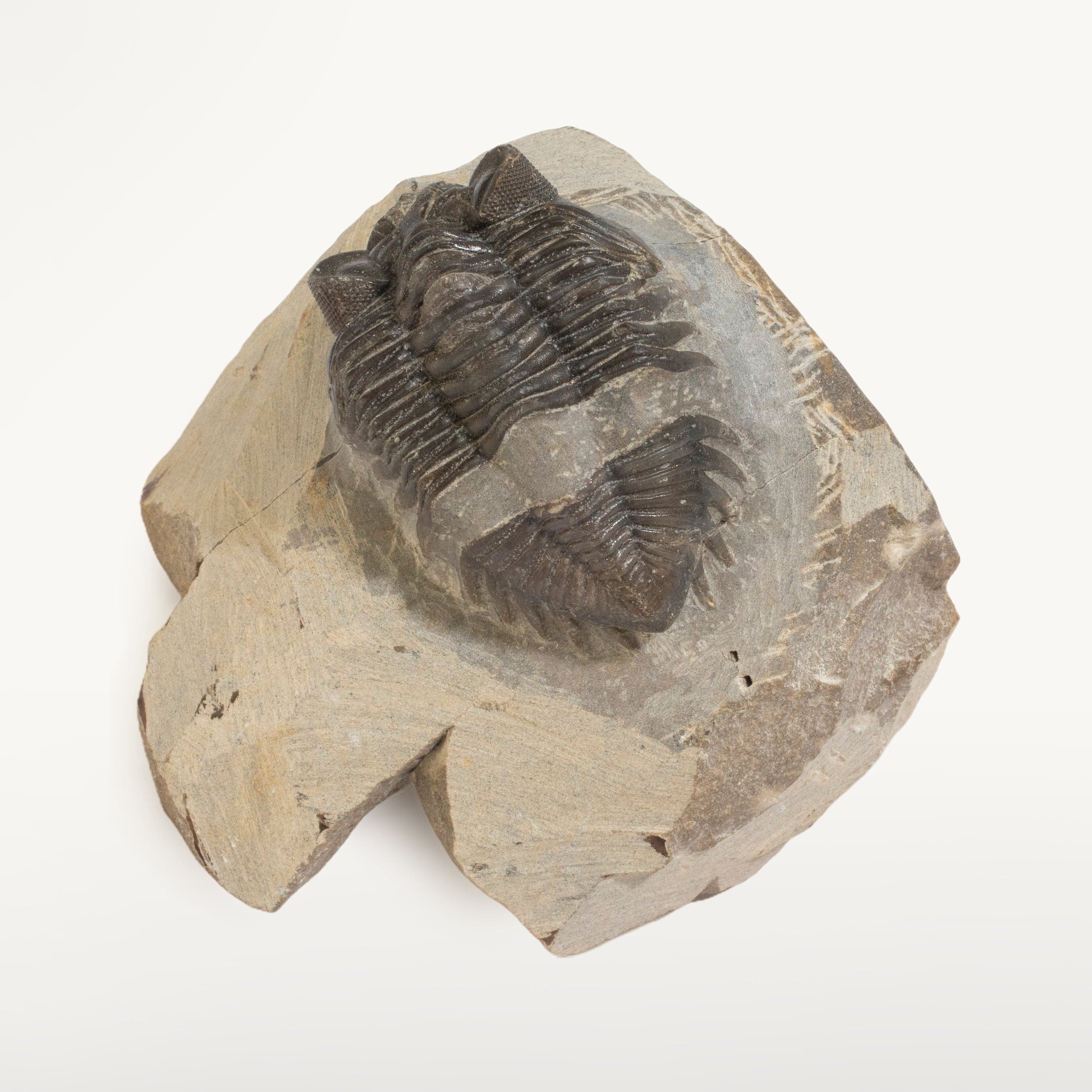 Kalifano Fossils & Minerals Hollardops Trilobite in Matrix from Morocco TR600-HOL