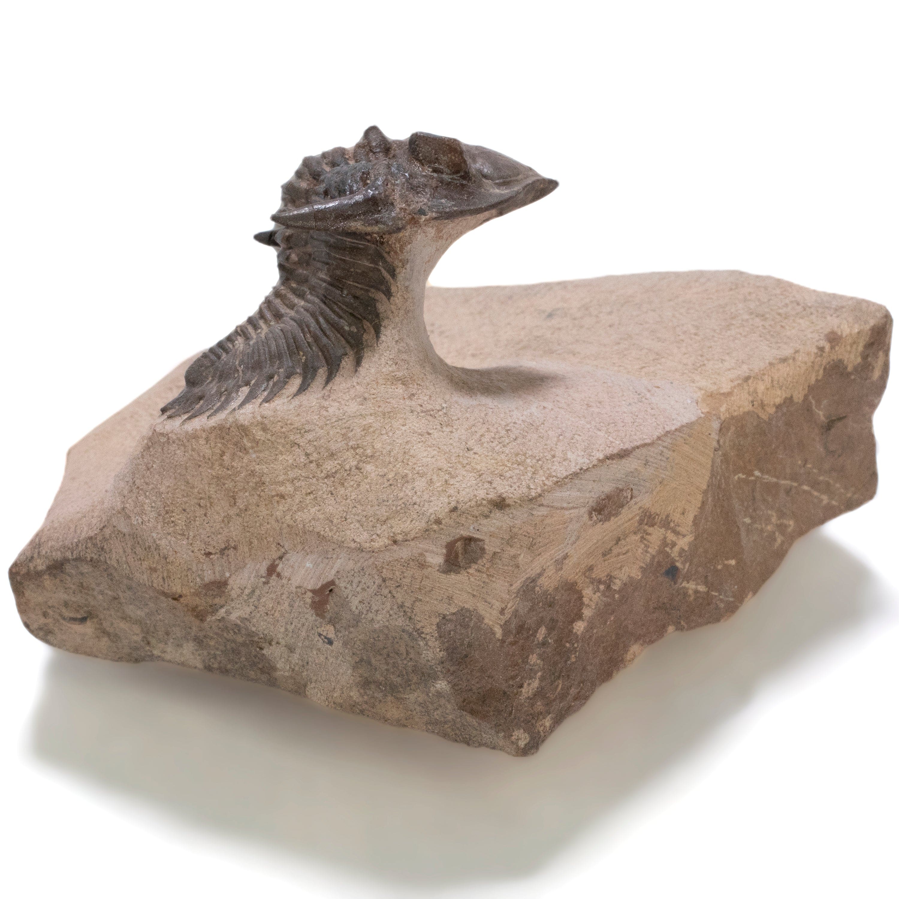 Kalifano Fossils & Minerals Metacanthina Issoumourensis Trilobite on Matrix from Atchana, Morocco - 1.7" TR3000.023