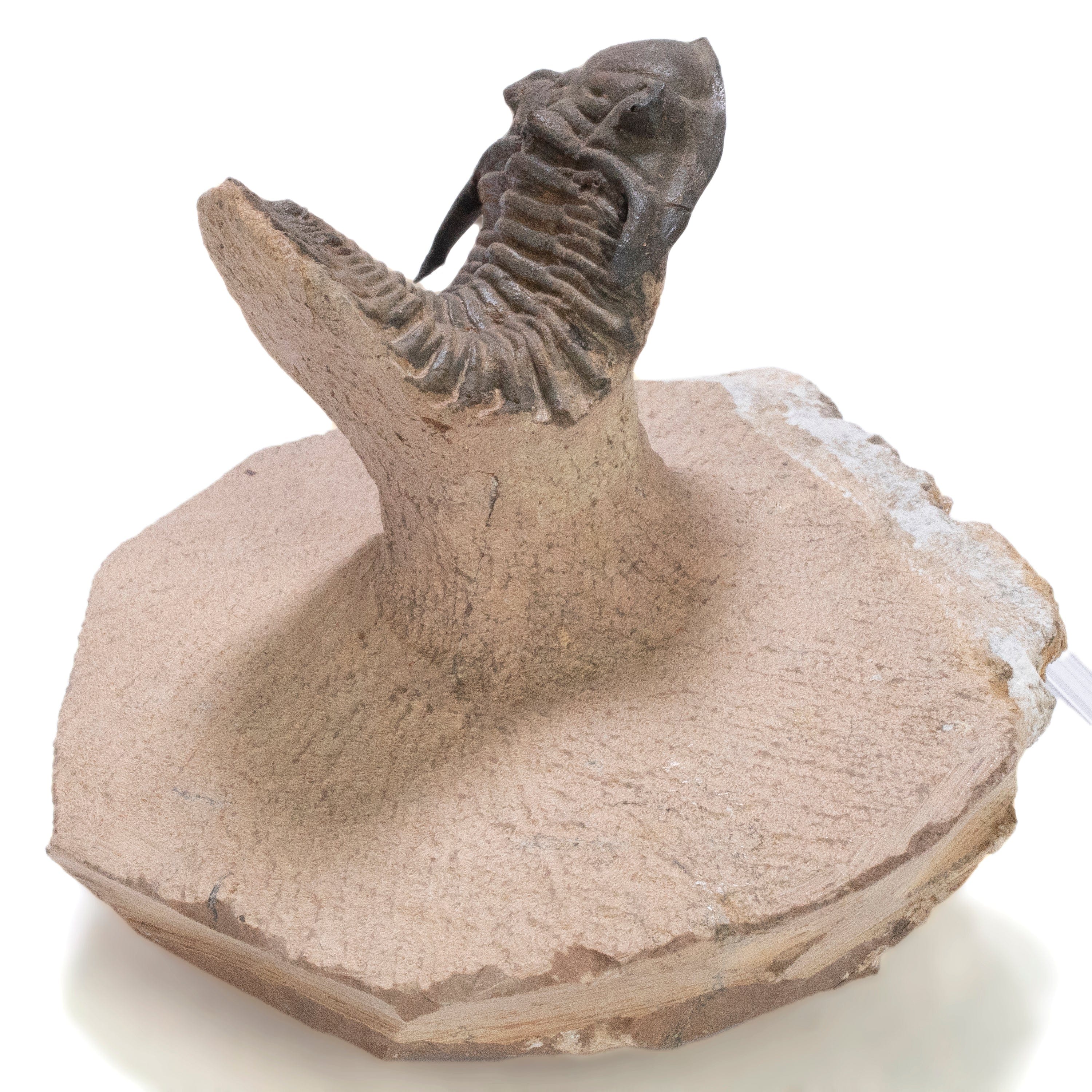 Kalifano Fossils & Minerals Metacanthina Issoumourensis Trilobite on Matrix from Atchana, Morocco - 1.8" TR3000.022