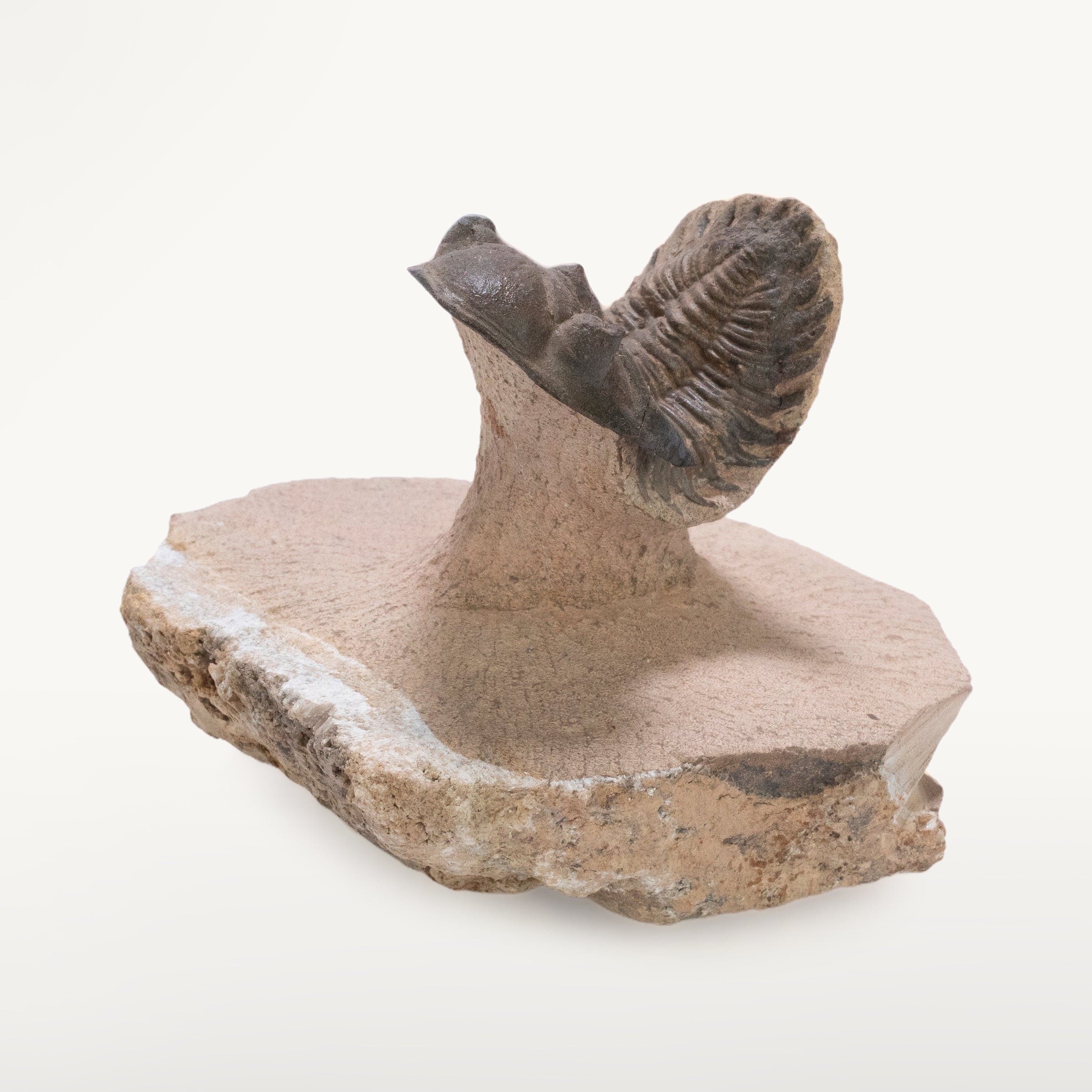 Kalifano Fossils & Minerals Metacanthina Issoumourensis Trilobite on Matrix from Atchana, Morocco - 1.8" TR3000.022