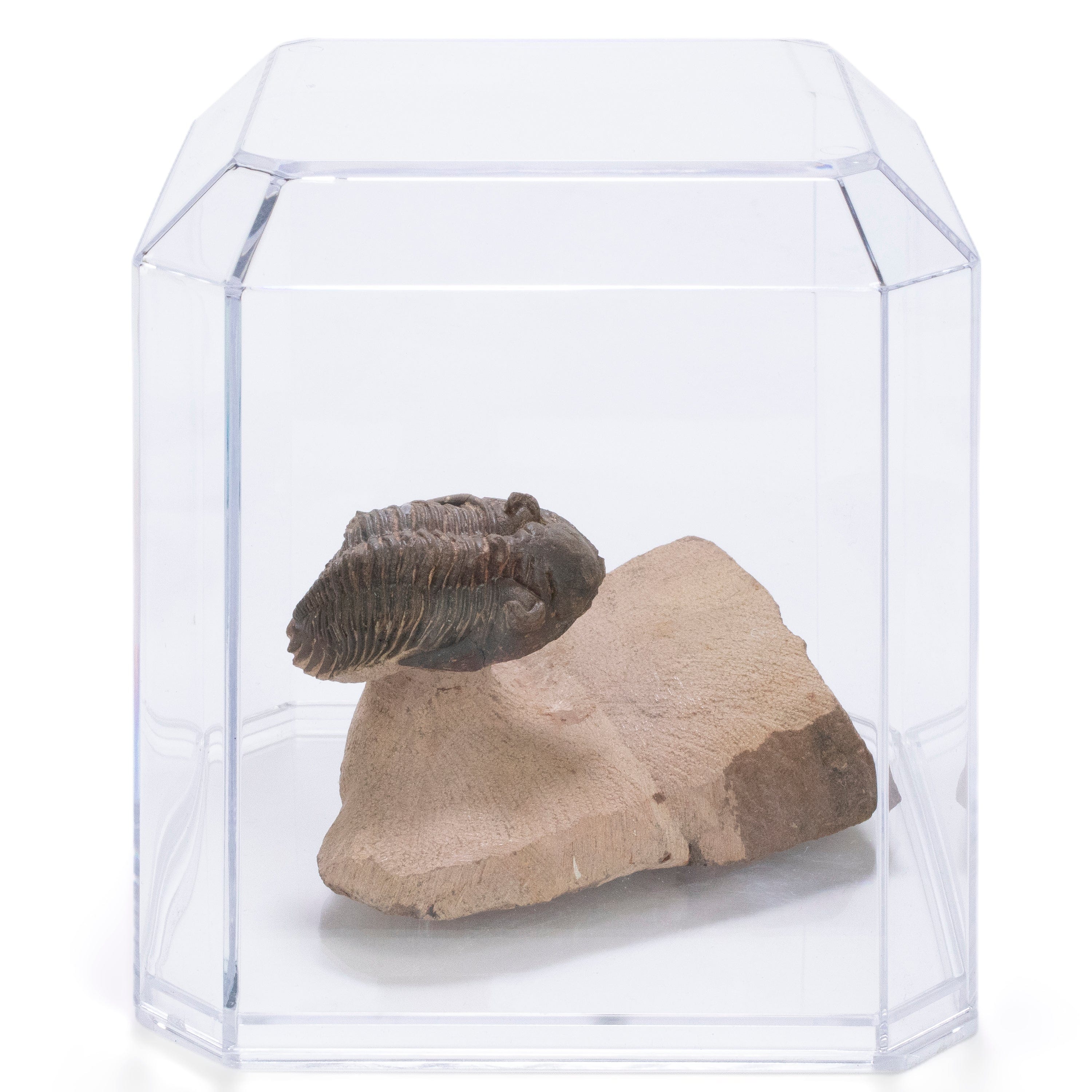 Kalifano Fossils & Minerals Metacanthina Issoumourensis Trilobite on Matrix from Atchana, Morocco - 1.8" TR3000.025