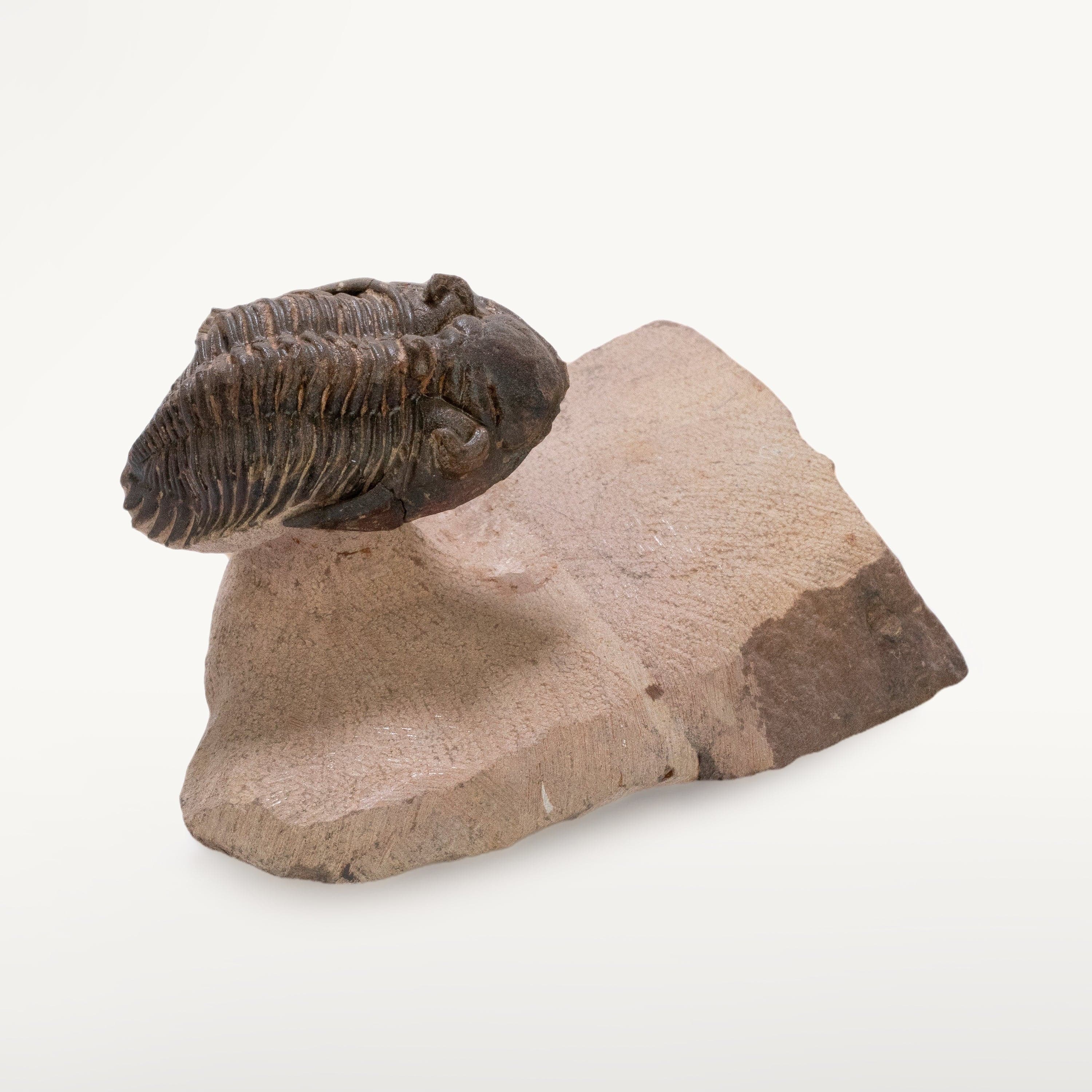 Kalifano Fossils & Minerals Metacanthina Issoumourensis Trilobite on Matrix from Atchana, Morocco - 1.8" TR3000.025
