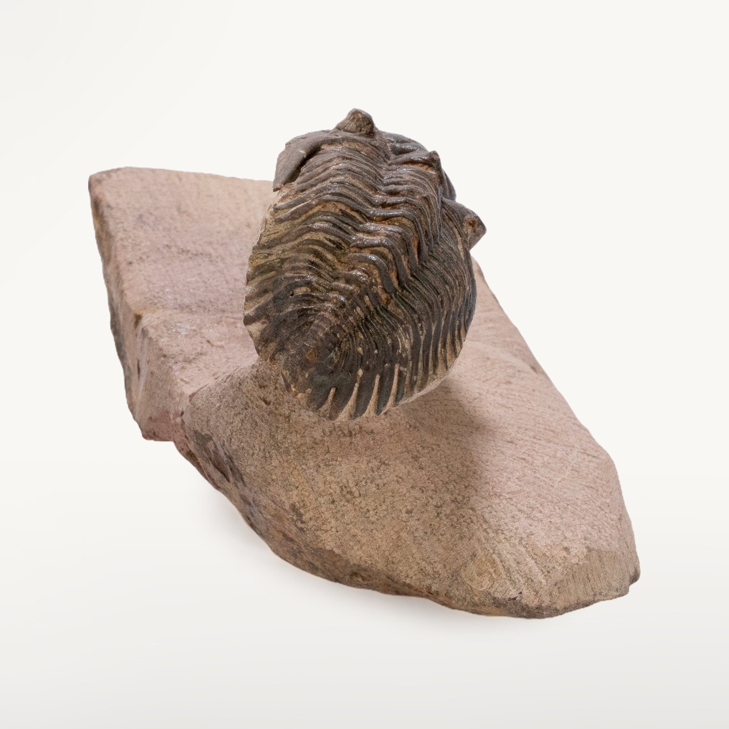 Kalifano Fossils & Minerals Metacanthina Issoumourensis Trilobite on Matrix from Atchana, Morocco - 1.8" TR3000.025