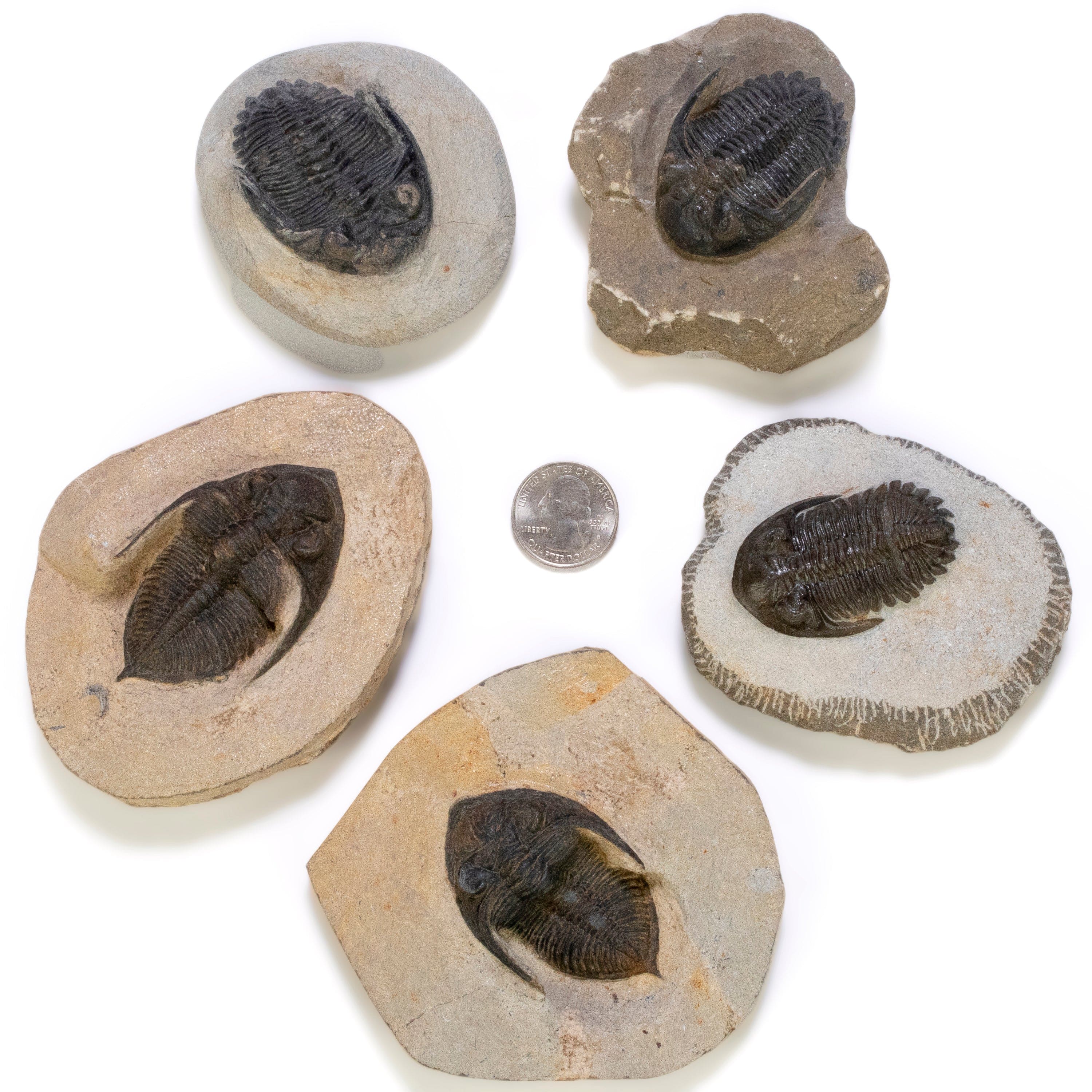 Kalifano Fossils & Minerals Metacanthina Trilobite in Matrix from Morocco TR800-MET