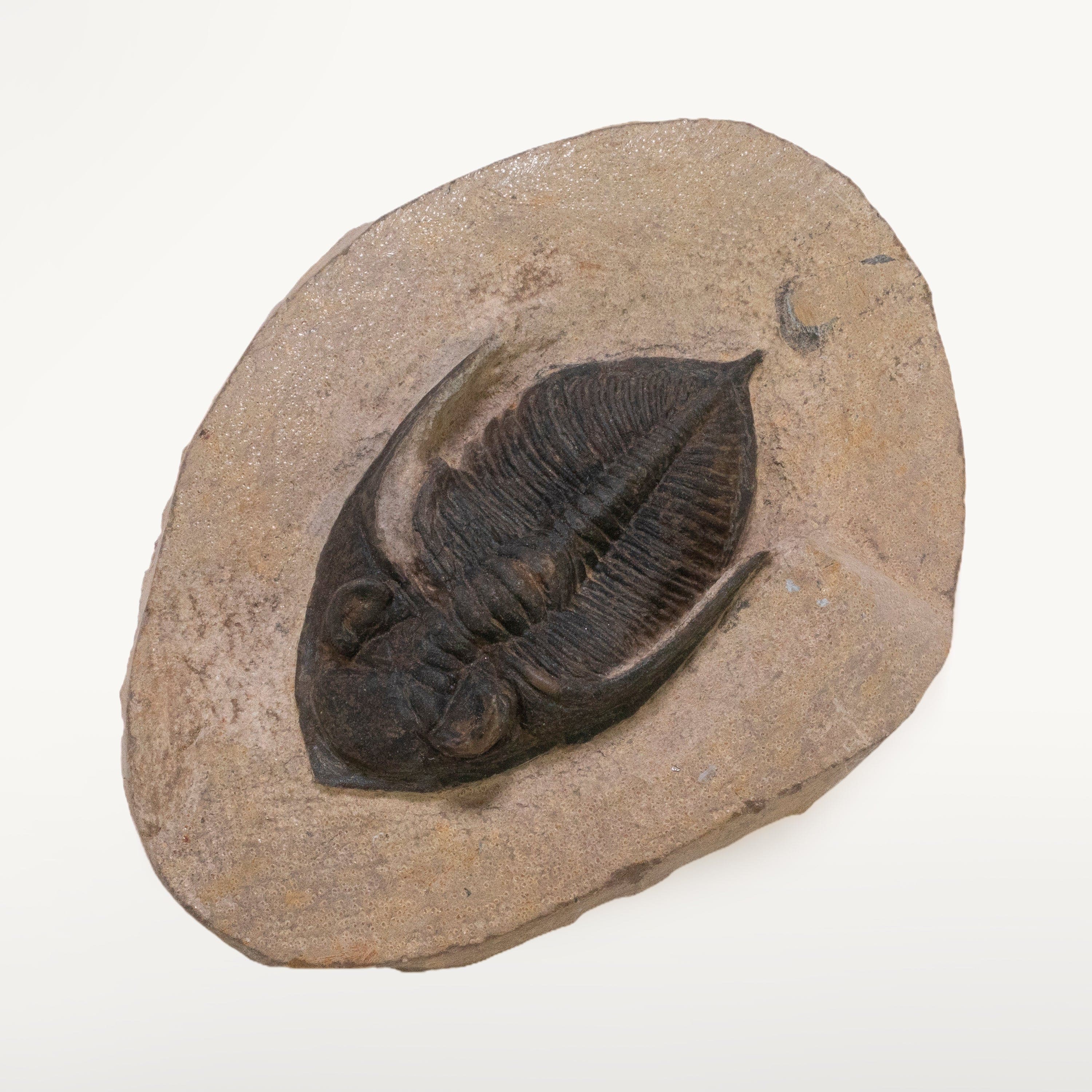 Kalifano Fossils & Minerals Metacanthina Trilobite in Matrix from Morocco TR800-MET