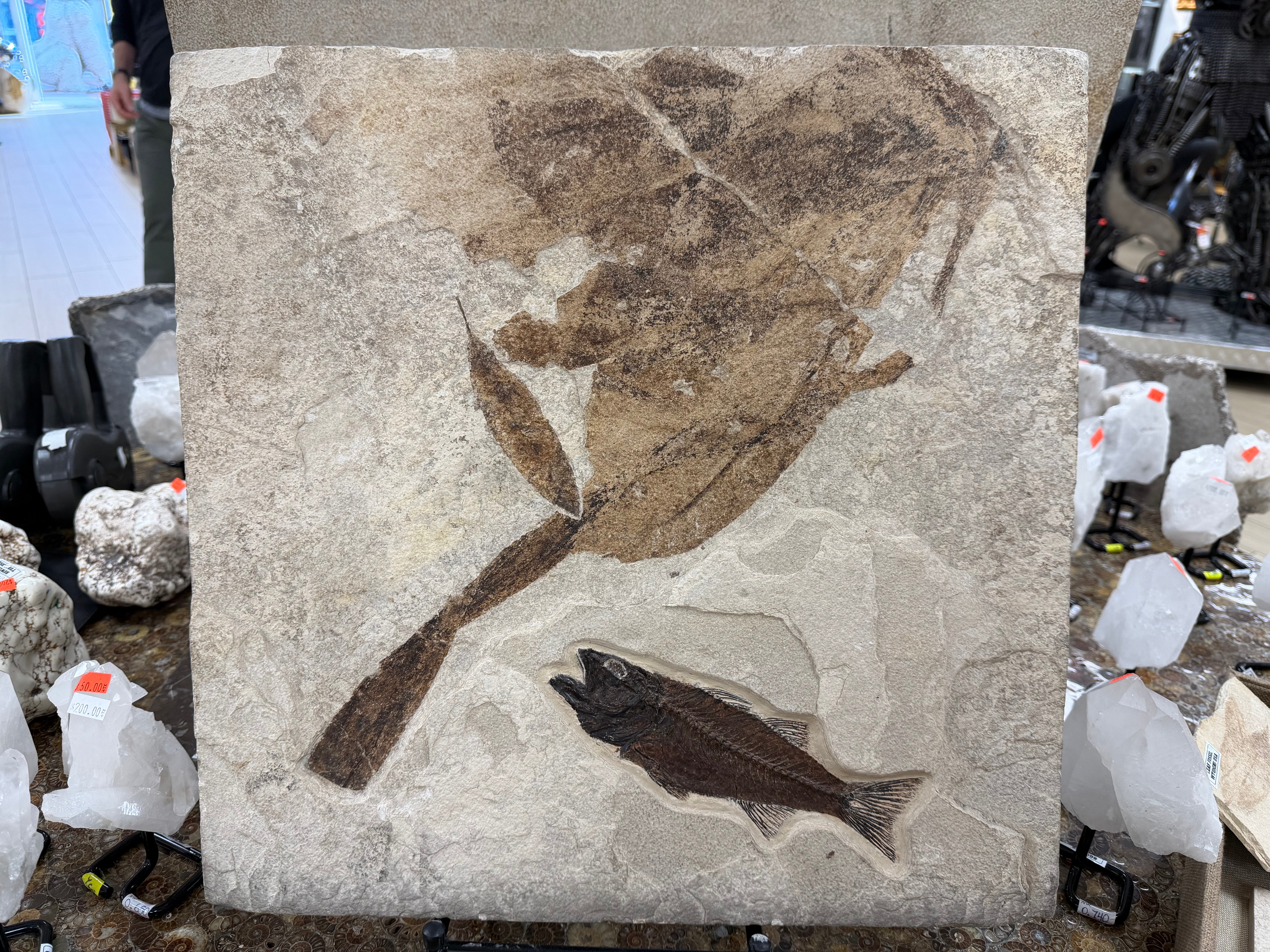 Kalifano Fossils & Minerals Mioplosus Fish Fossil — Green River, Wyoming FF3950