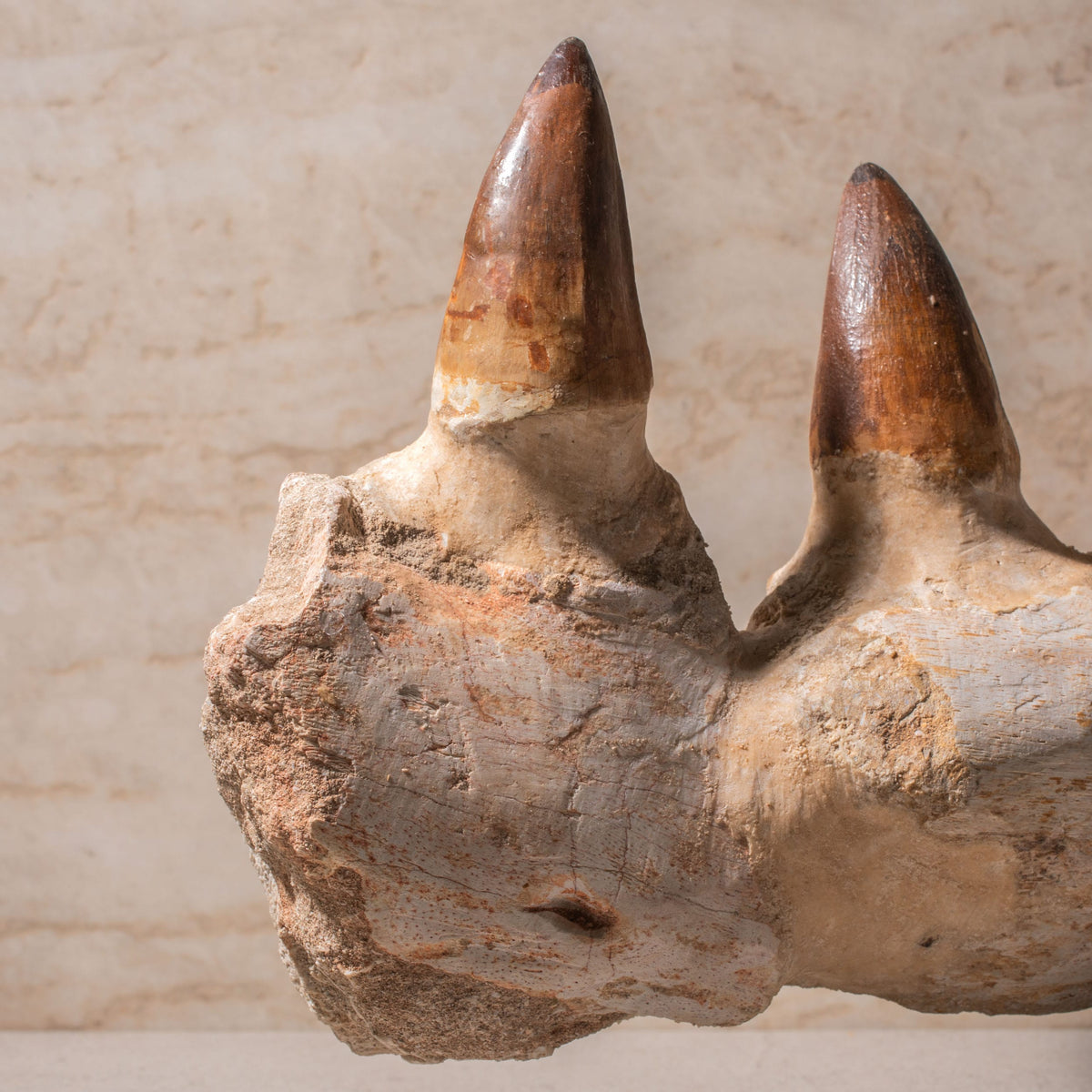 Mosasaurus Jaw Fossil - 14.5"