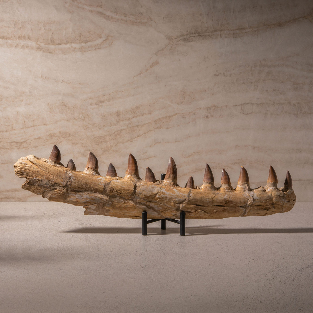 Mosasaurus Jaw Fossil - 19.5"