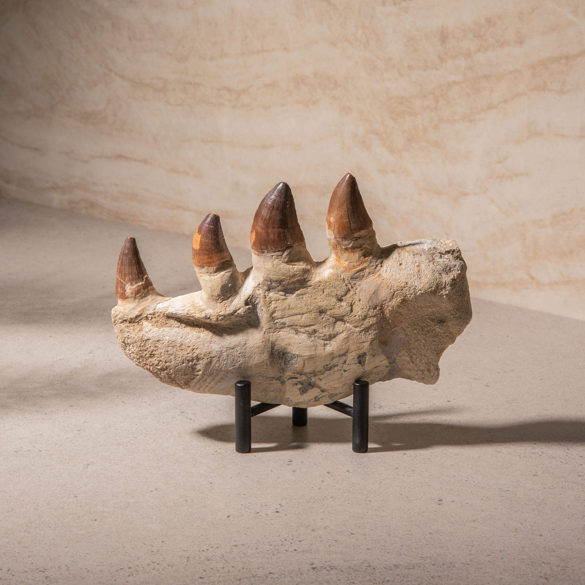Mosasaurus Jaw Fossil - 8"
