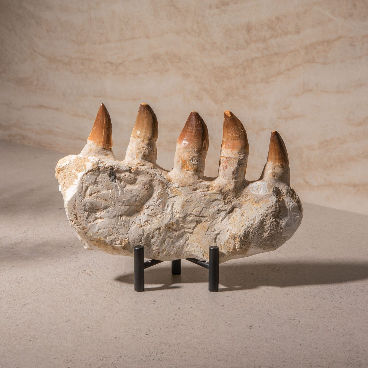 Mosasaurus Jaw Fossil - 9"