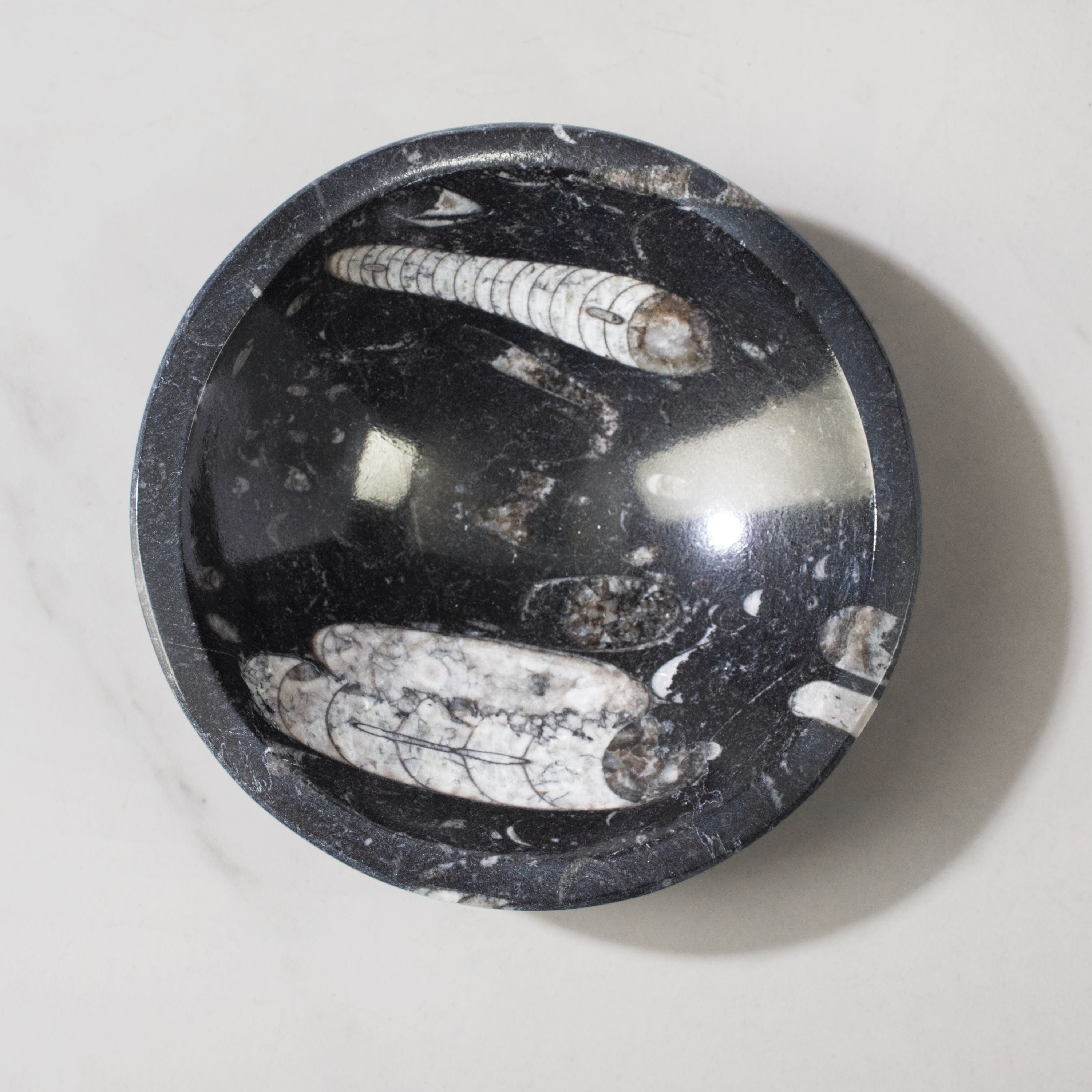 Kalifano Fossils & Minerals Natural Ammonite & Orthoceras Bowl from Morocco - 5" BORA120