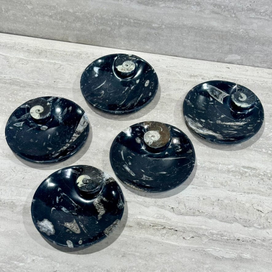 Kalifano Fossils & Minerals Natural Ammonite & Orthoceras Bowl from Morocco - 6.25" BORA180