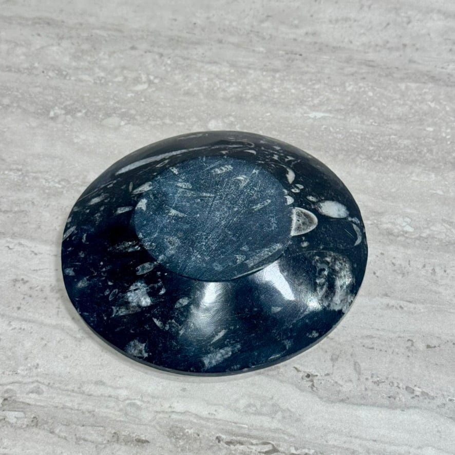 Kalifano Fossils & Minerals Natural Ammonite & Orthoceras Bowl from Morocco - 6.25" BORA180