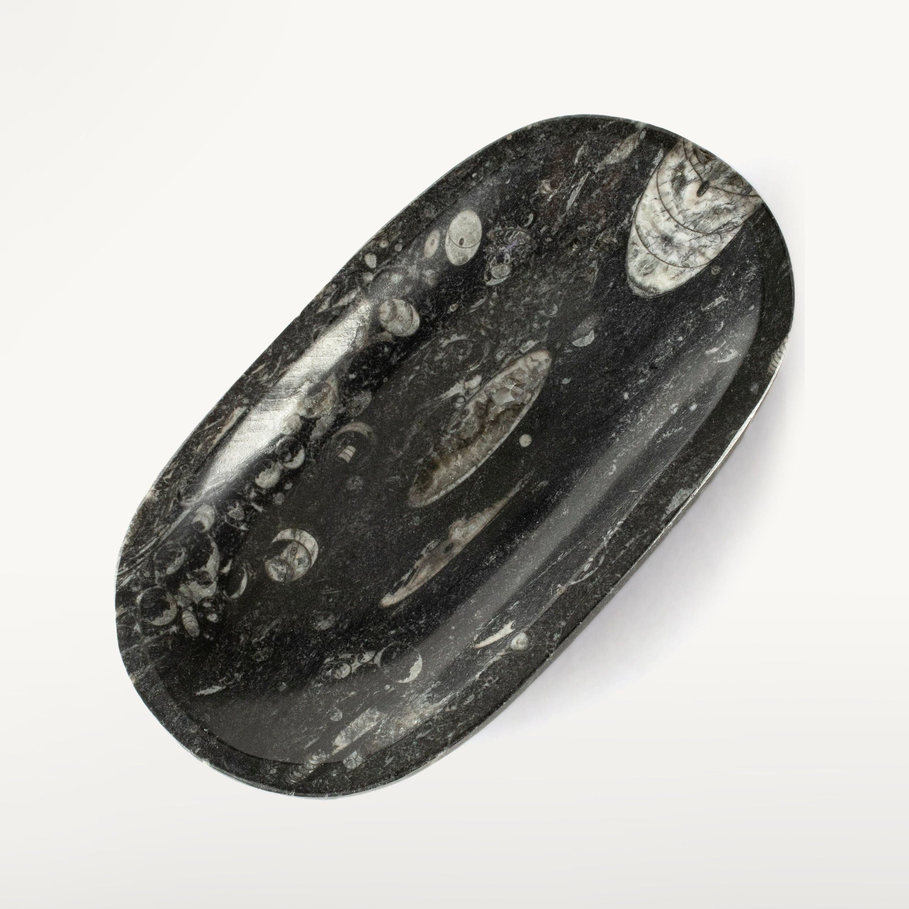 Kalifano Fossils & Minerals Natural Black Orthoceras Oval Bowl from Morocco - 7.5" BORO120