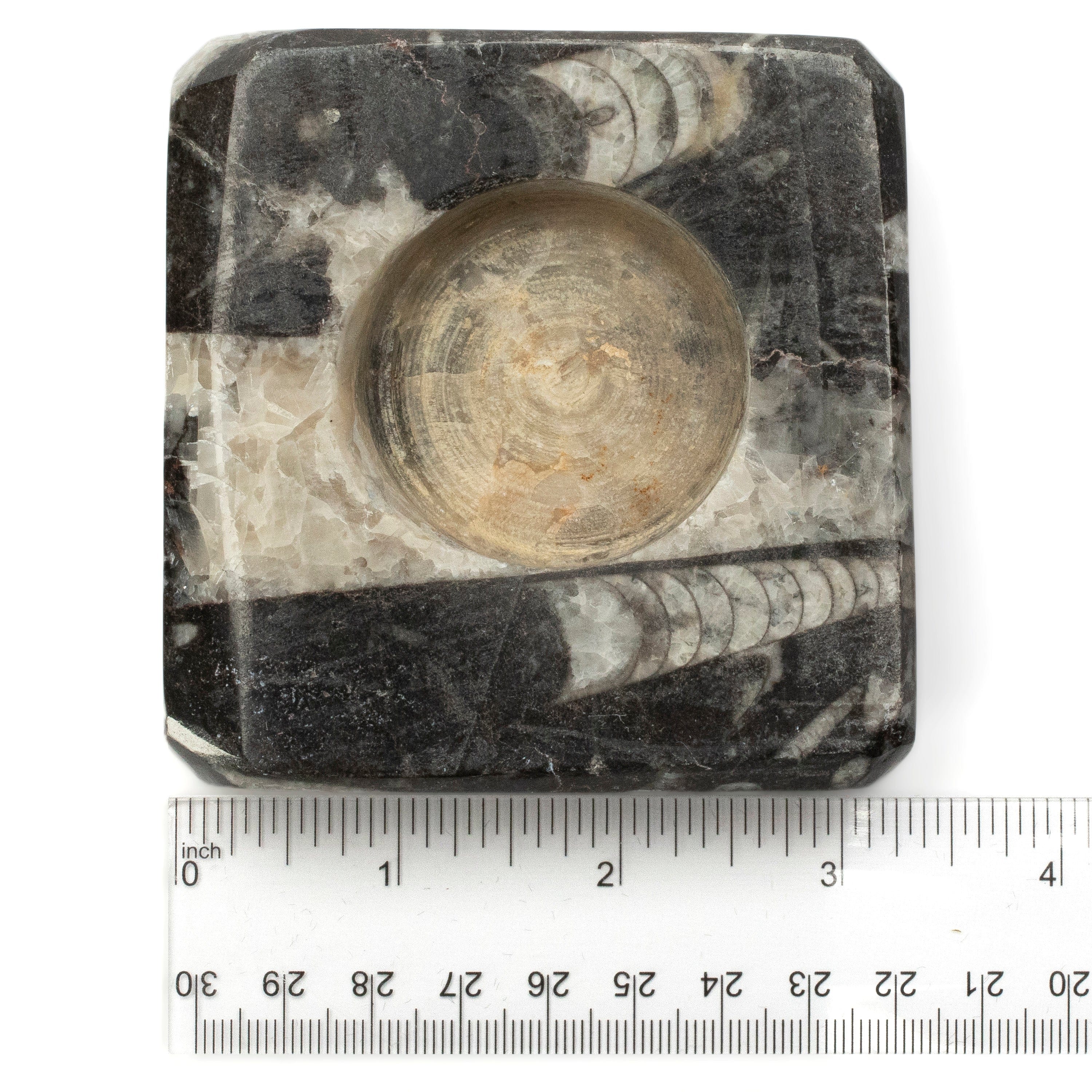 Kalifano Fossils & Minerals Orthoceras Candle Holder from Morocco ORCH80