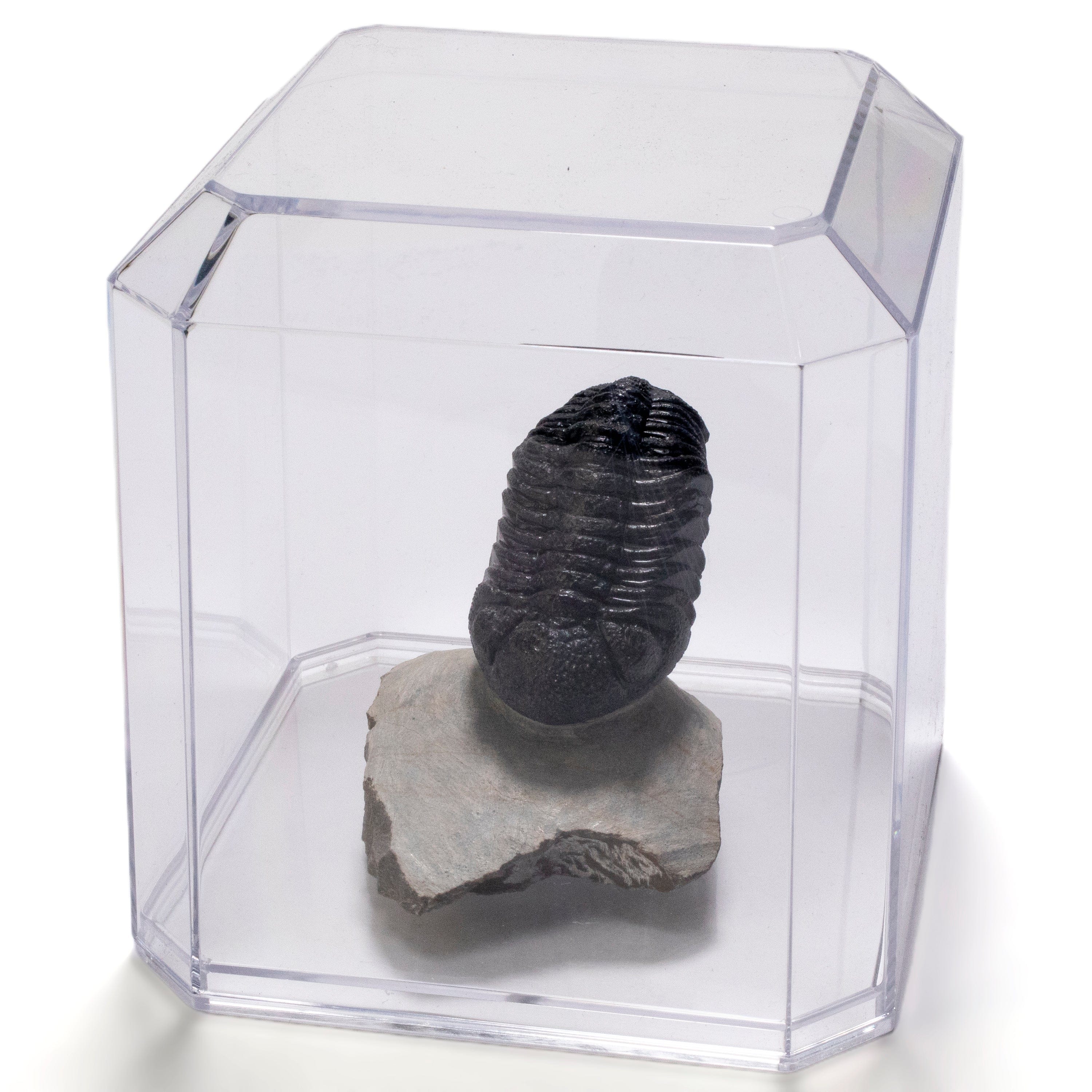 Kalifano Fossils & Minerals Pedinopariops Trilobite on Matrix from Morocco - 2.4" TR3000.030