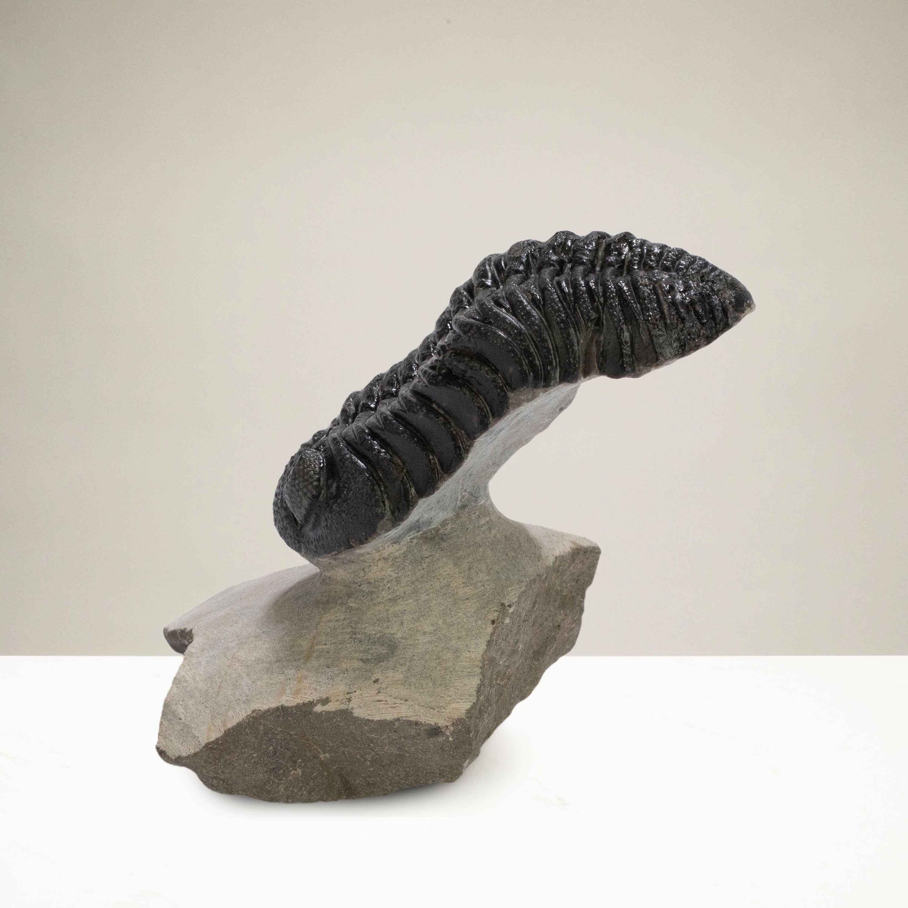 Kalifano Fossils & Minerals Pedinopariops Trilobite on Matrix from Morocco - 2.4" TR3000.030