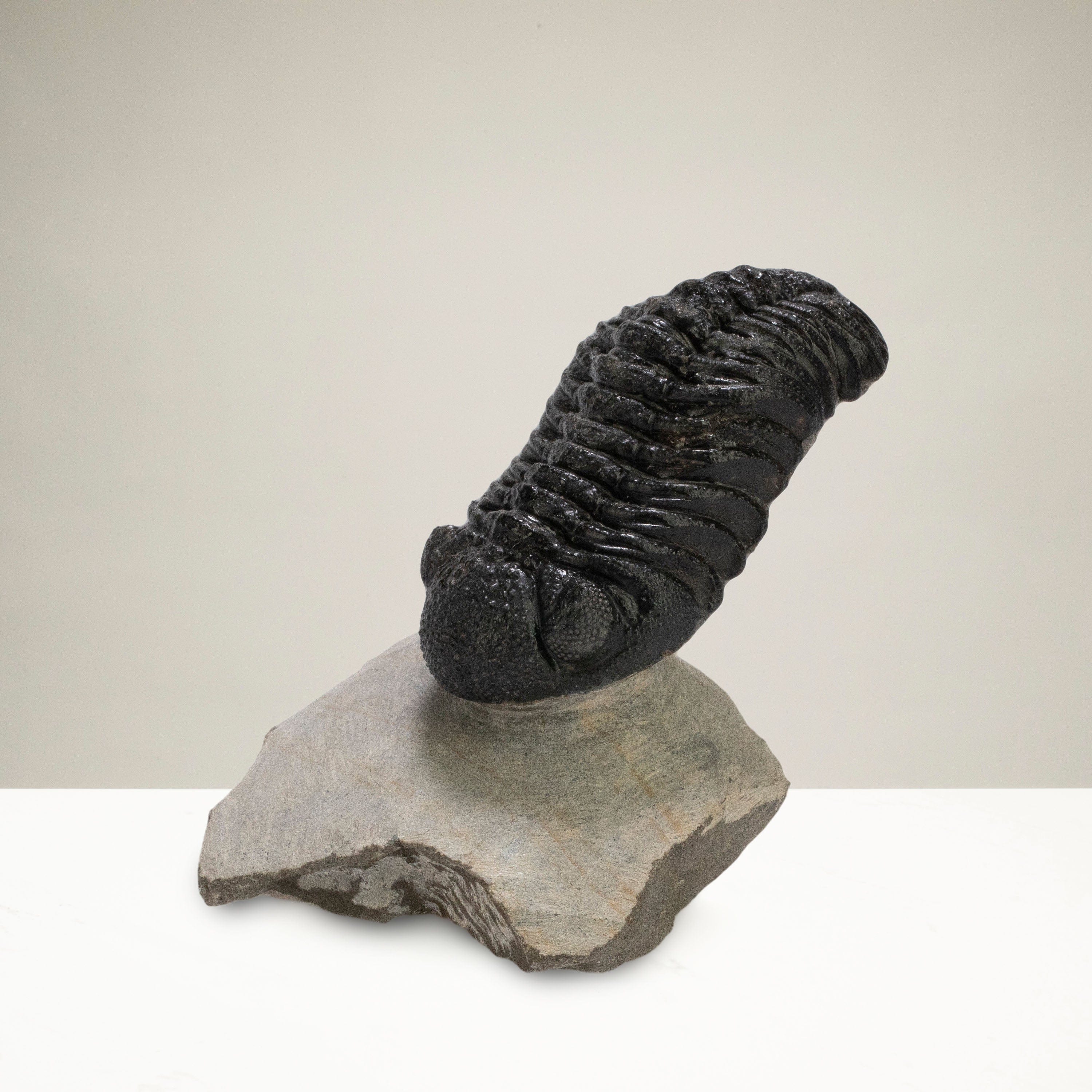 Kalifano Fossils & Minerals Pedinopariops Trilobite on Matrix from Morocco - 2.4" TR3000.030