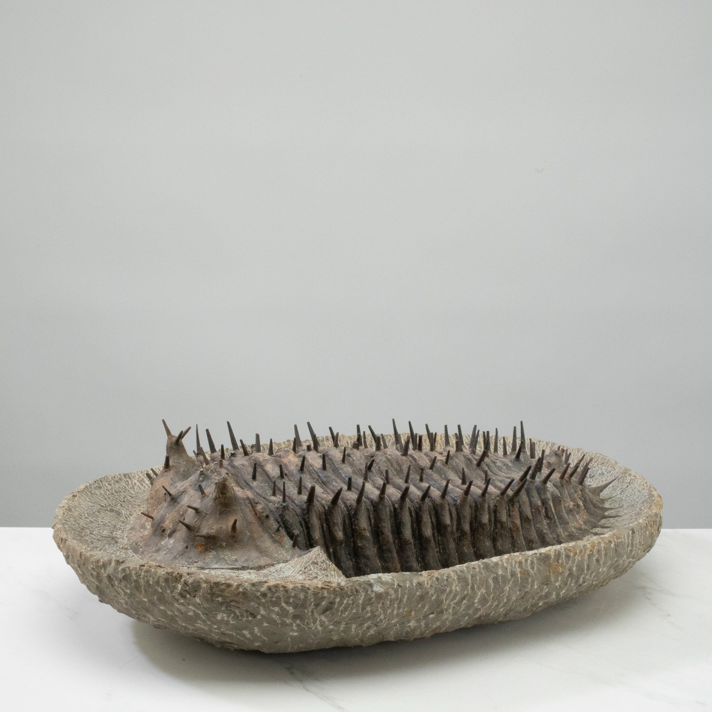 Kalifano Fossils & Minerals Scabrella Stuvei (aka Elvis)Trilobite from Morocco - 20" TR36000.001