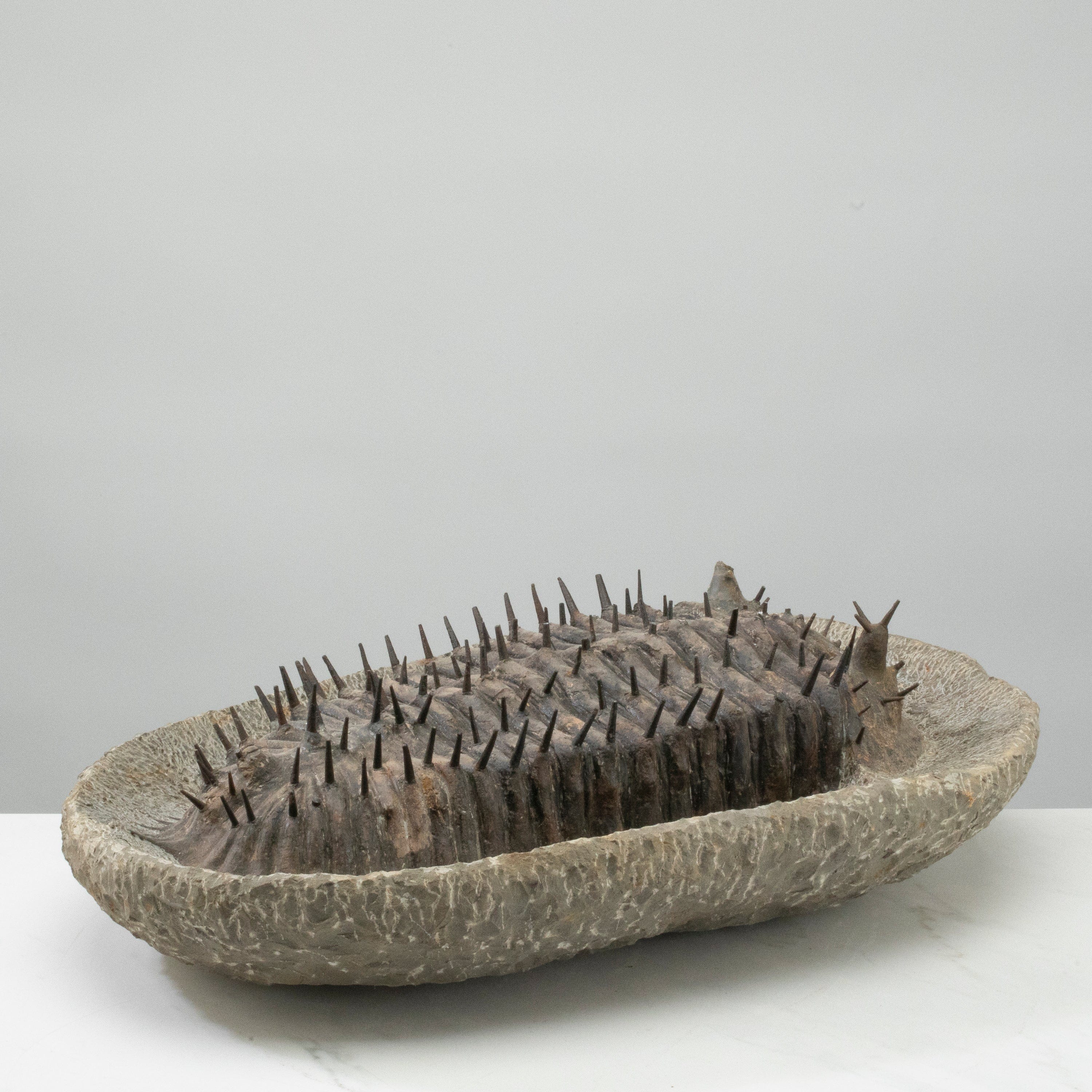 Kalifano Fossils & Minerals Scabrella Stuvei (aka Elvis)Trilobite from Morocco - 20" TR36000.001