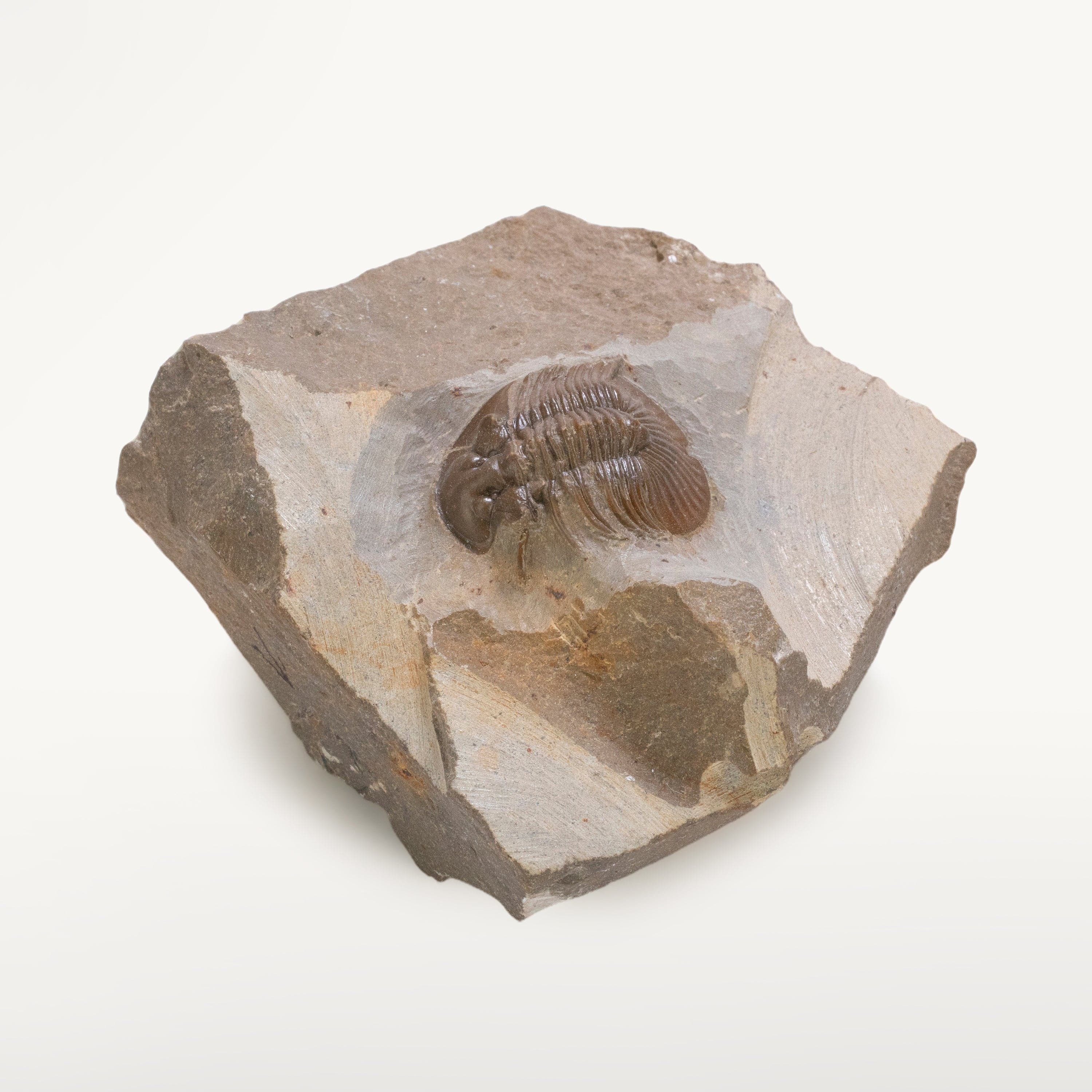 Kalifano Fossils & Minerals Scabriscutellum Trilobite in Matrix from Morocco TR600-SCA