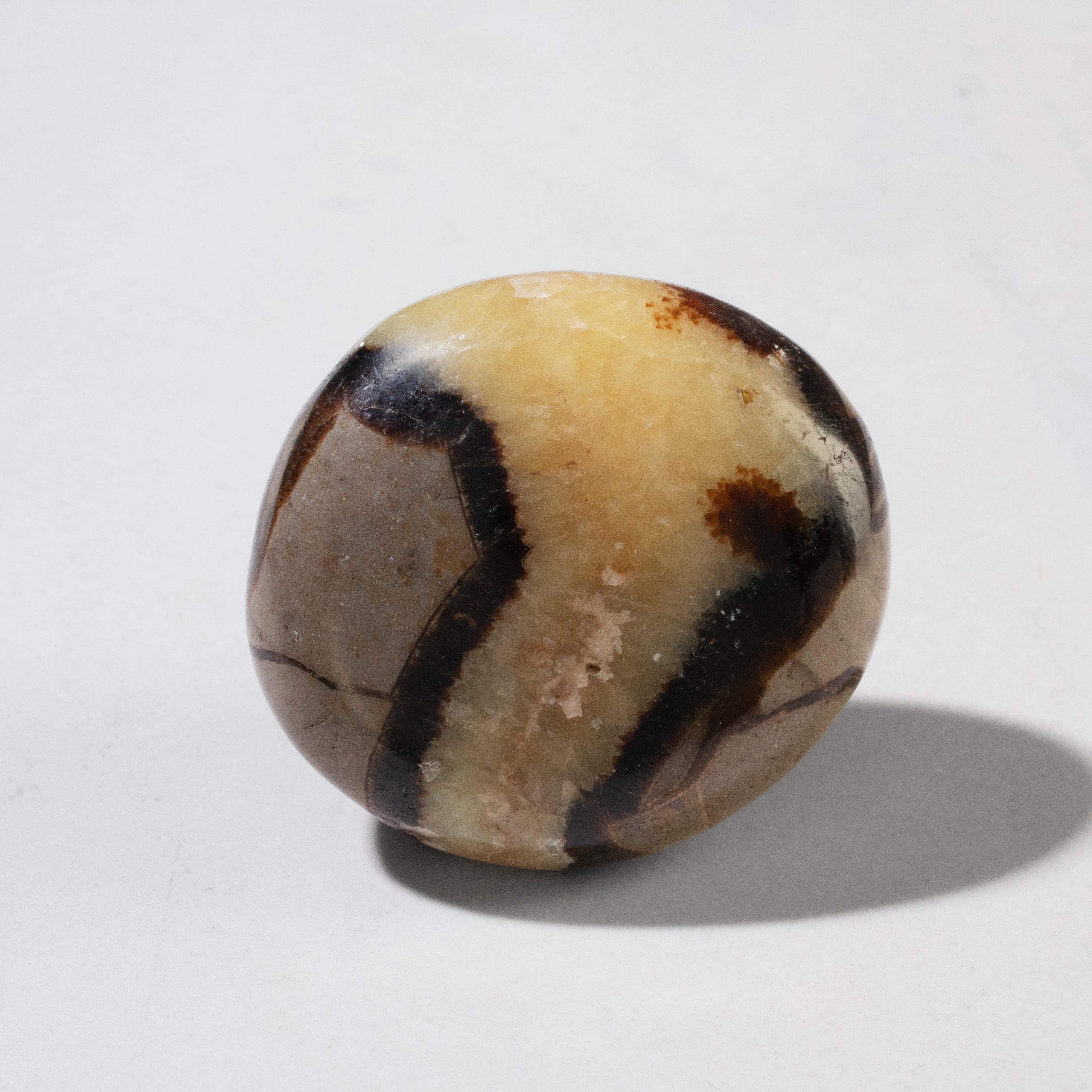 Kalifano Fossils & Minerals Septarian Palm Stone SP20