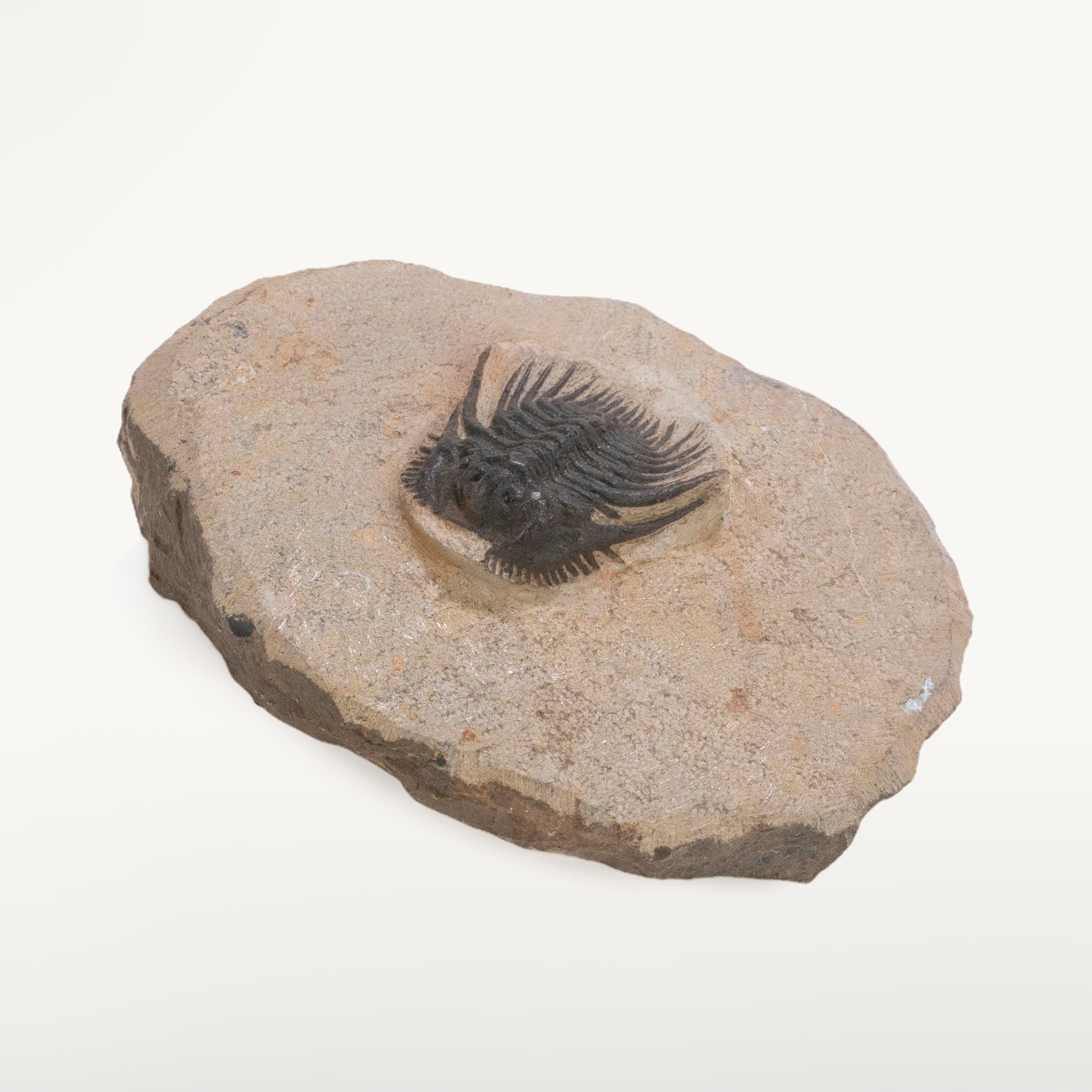 Kalifano Fossils & Minerals Spiny Leonaspis Trilobite in Matrix from Morocco TR600-LEO
