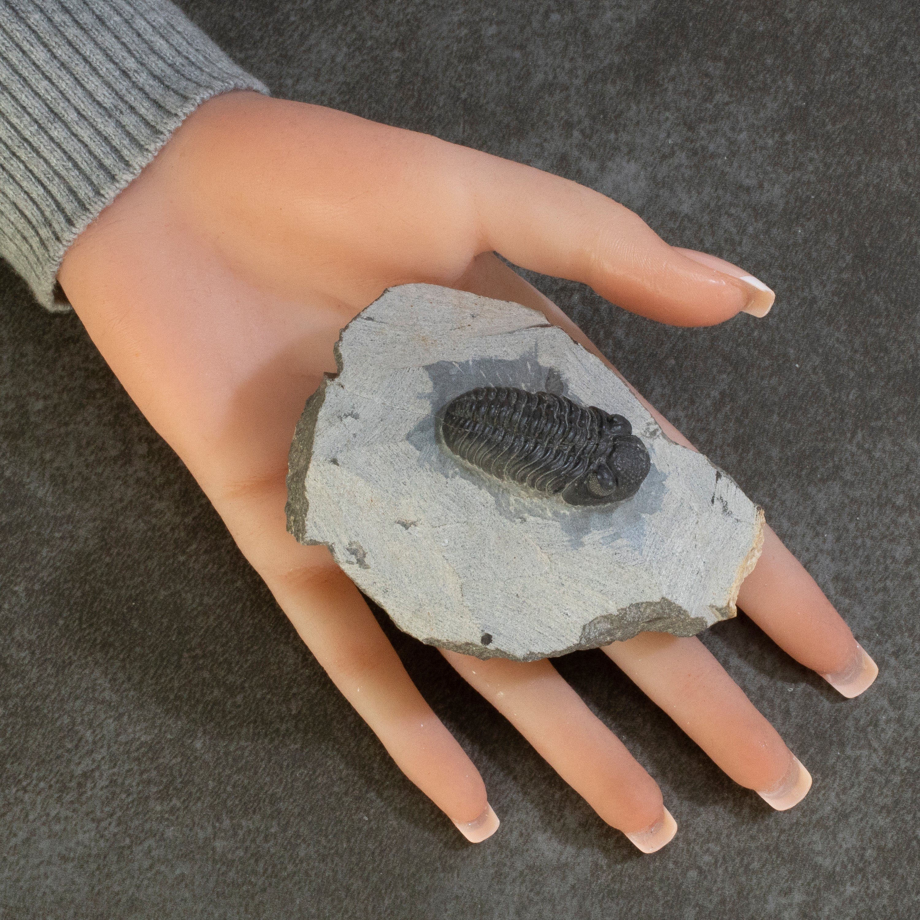 Kalifano Fossils & Minerals Trilobite in Matrix from Morocco TR600