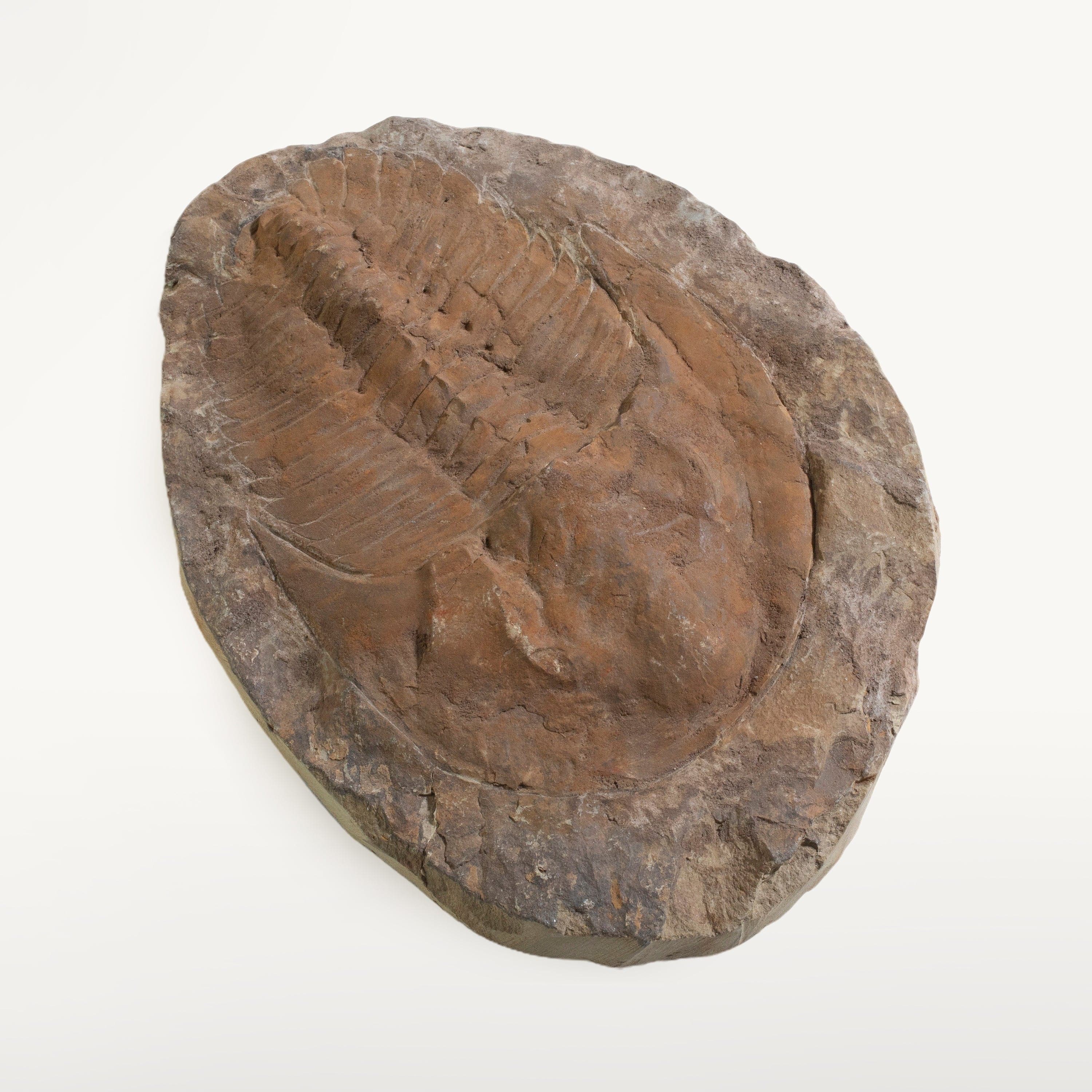 Kalifano Fossils & Minerals Trilobite (Order Ptychopariida) in Matrix from Morocco TR2400-PT