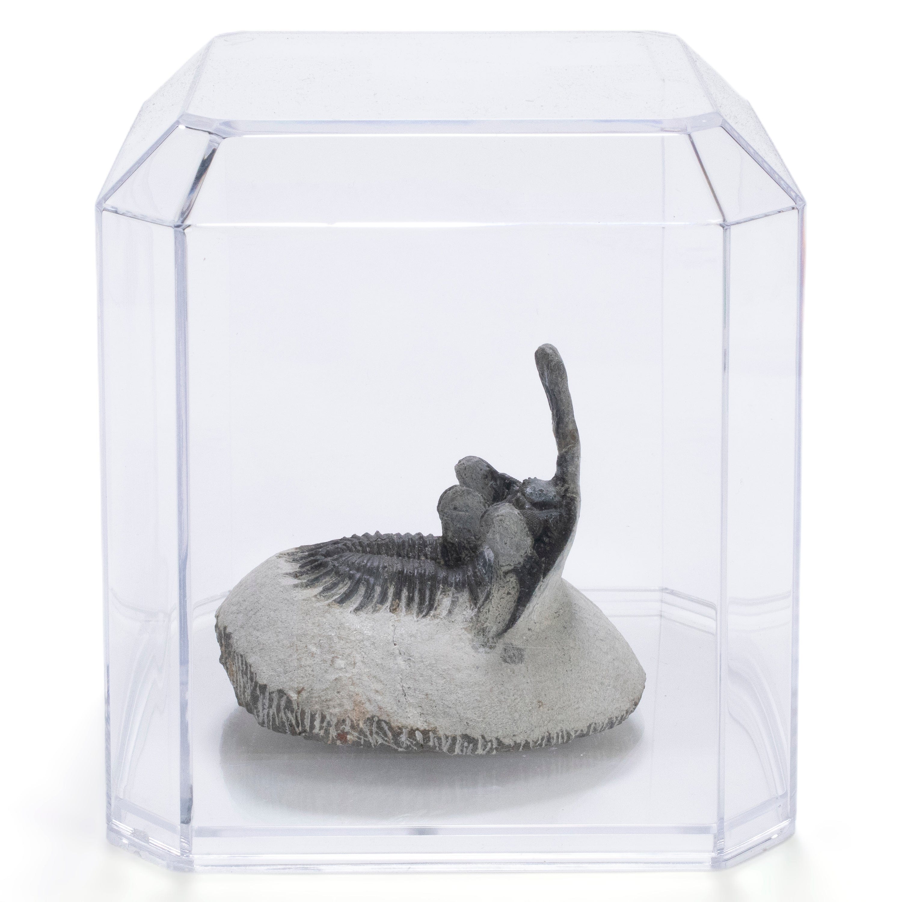 Kalifano Fossils & Minerals Walliserops Trilobite in Matrix from Morocco - 2" TR3000.015