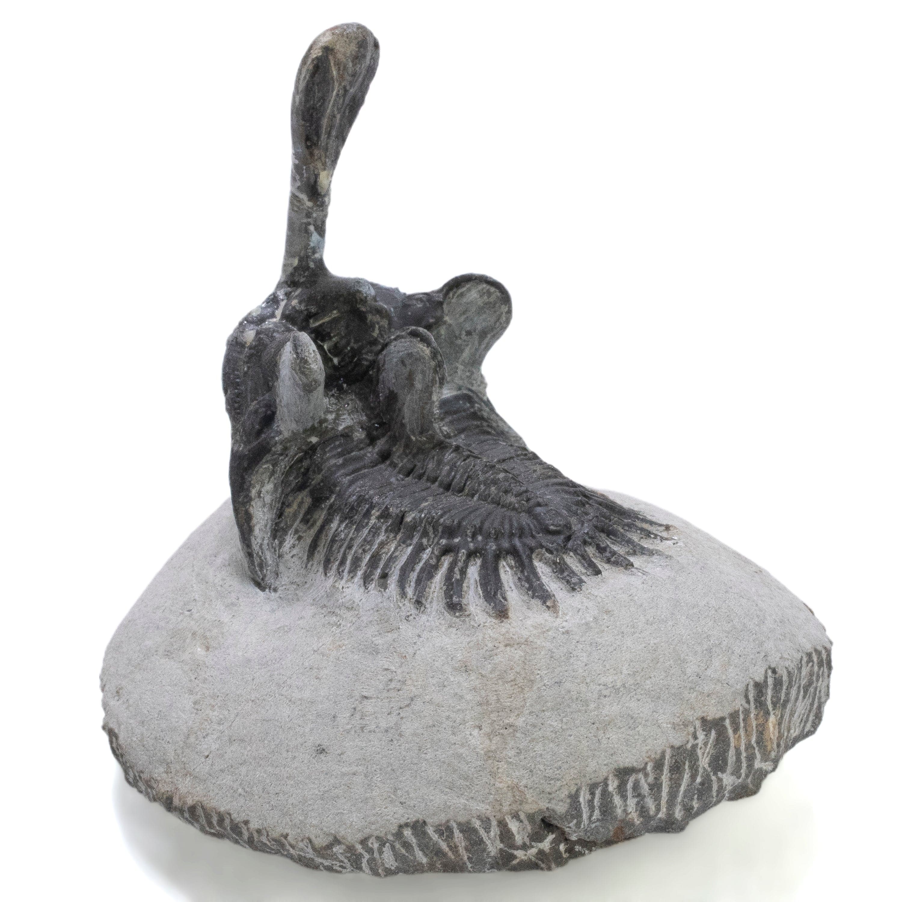 Kalifano Fossils & Minerals Walliserops Trilobite in Matrix from Morocco - 2" TR3000.015