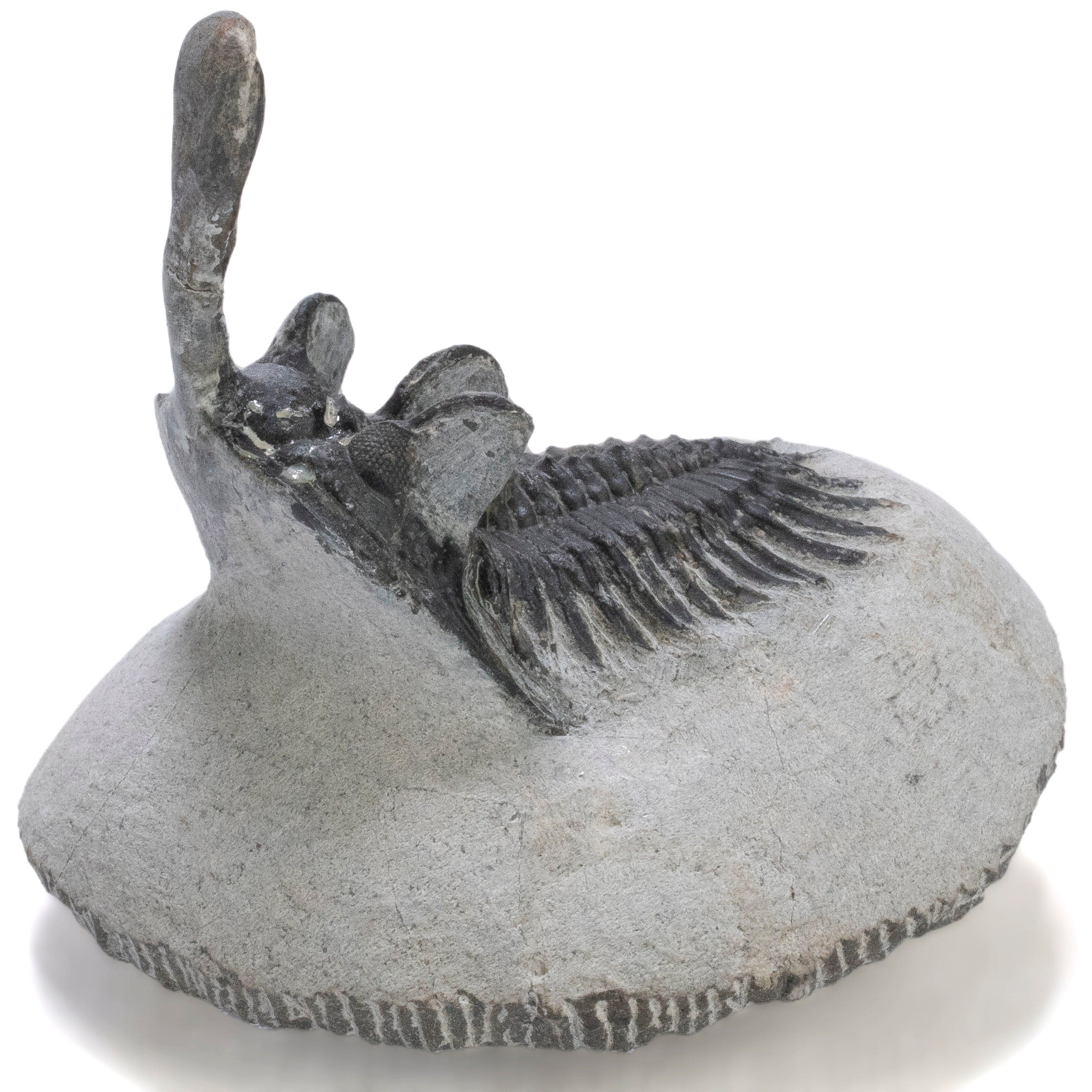 Kalifano Fossils & Minerals Walliserops Trilobite in Matrix from Morocco - 2" TR3000.015