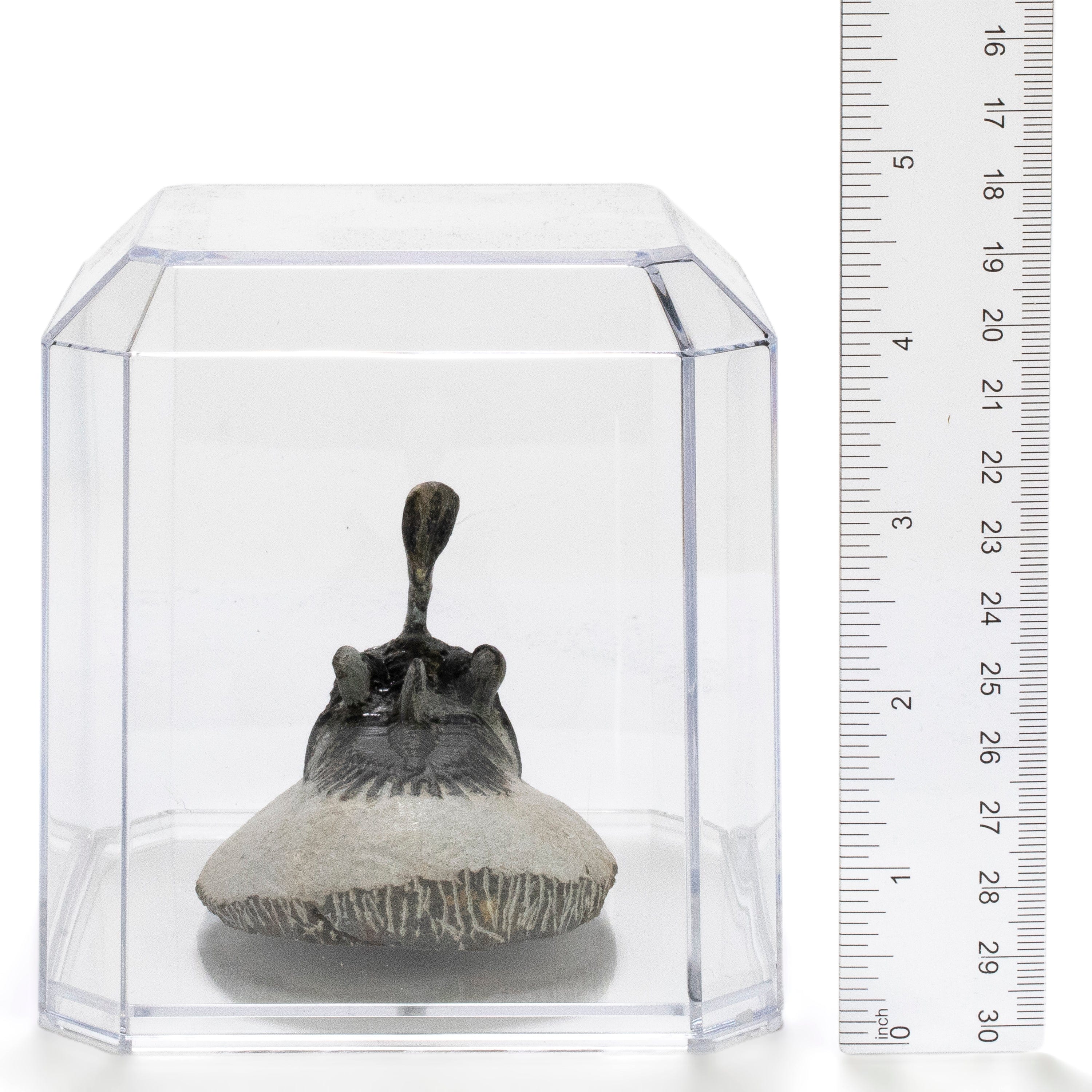 Kalifano Fossils & Minerals Walliserops Trilobite in Matrix from Morocco - 2" TR3000.015