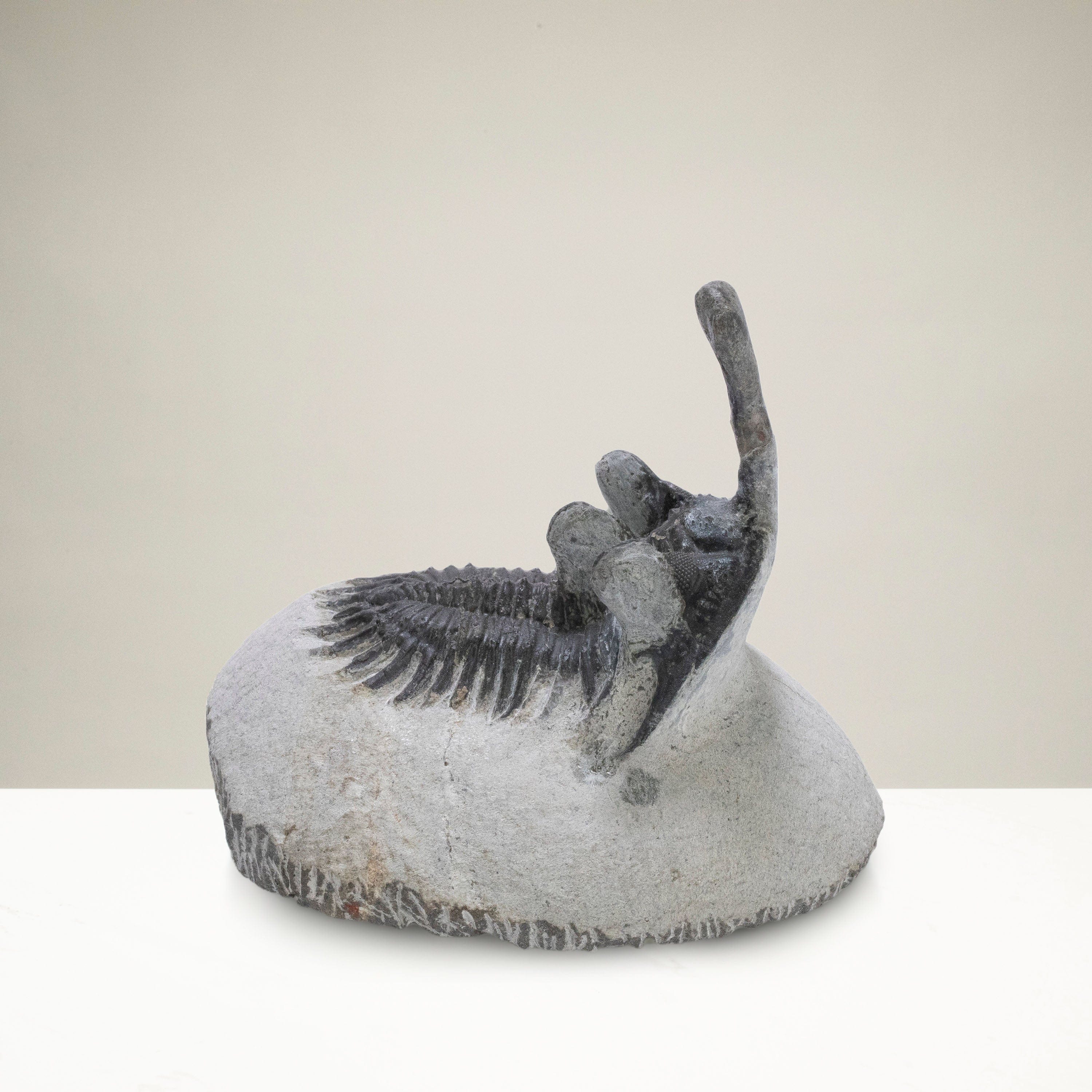 Kalifano Fossils & Minerals Walliserops Trilobite in Matrix from Morocco - 2" TR3000.015