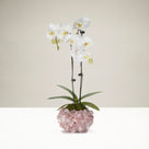 Rose Quartz Gemstone Vase