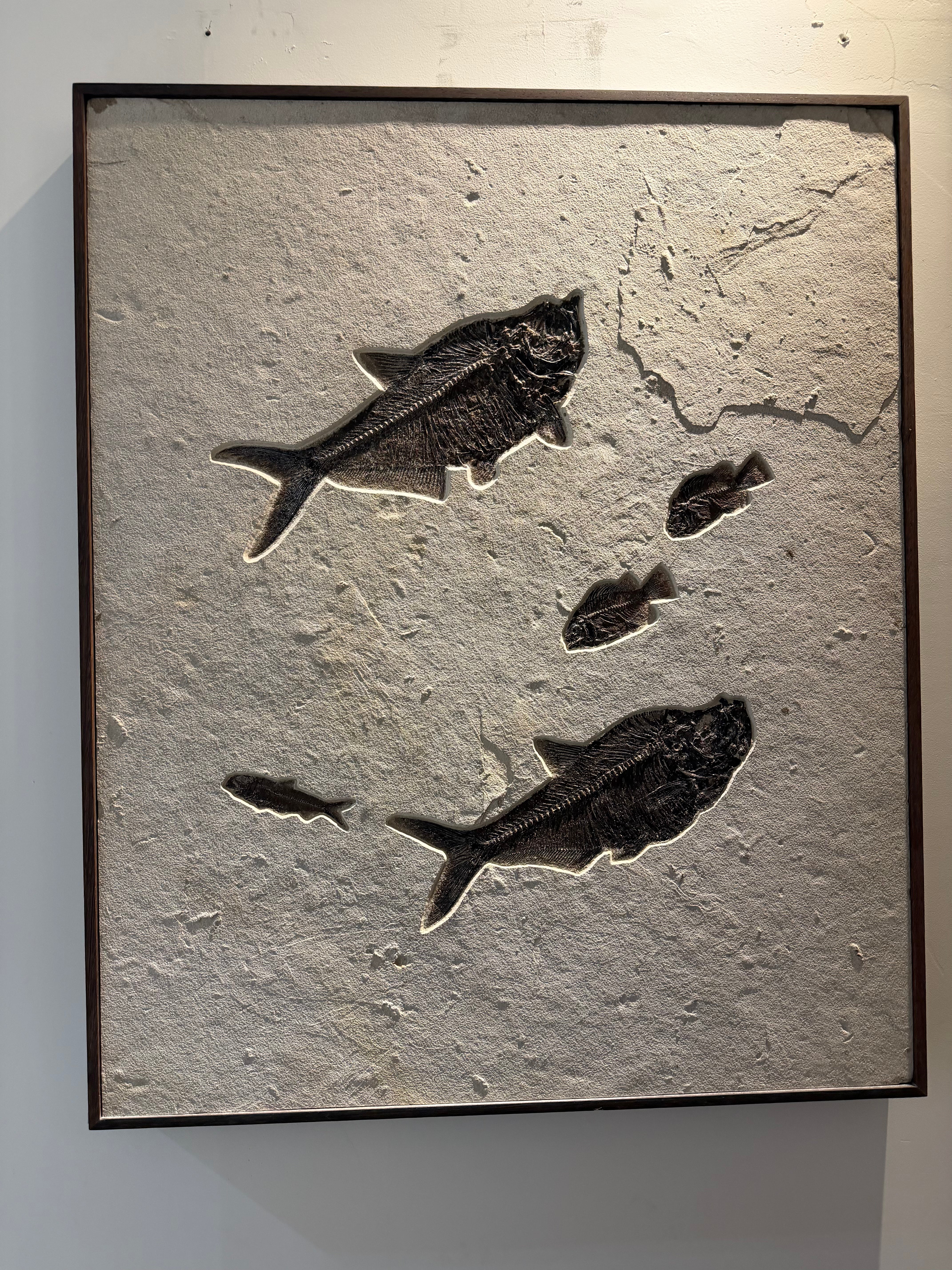 Kalifano Green River Fossil 35" x 43" Green River Fossil Mural (2 Diplomydus, 2 Priscacara & 1 Knightia) FF56000.003