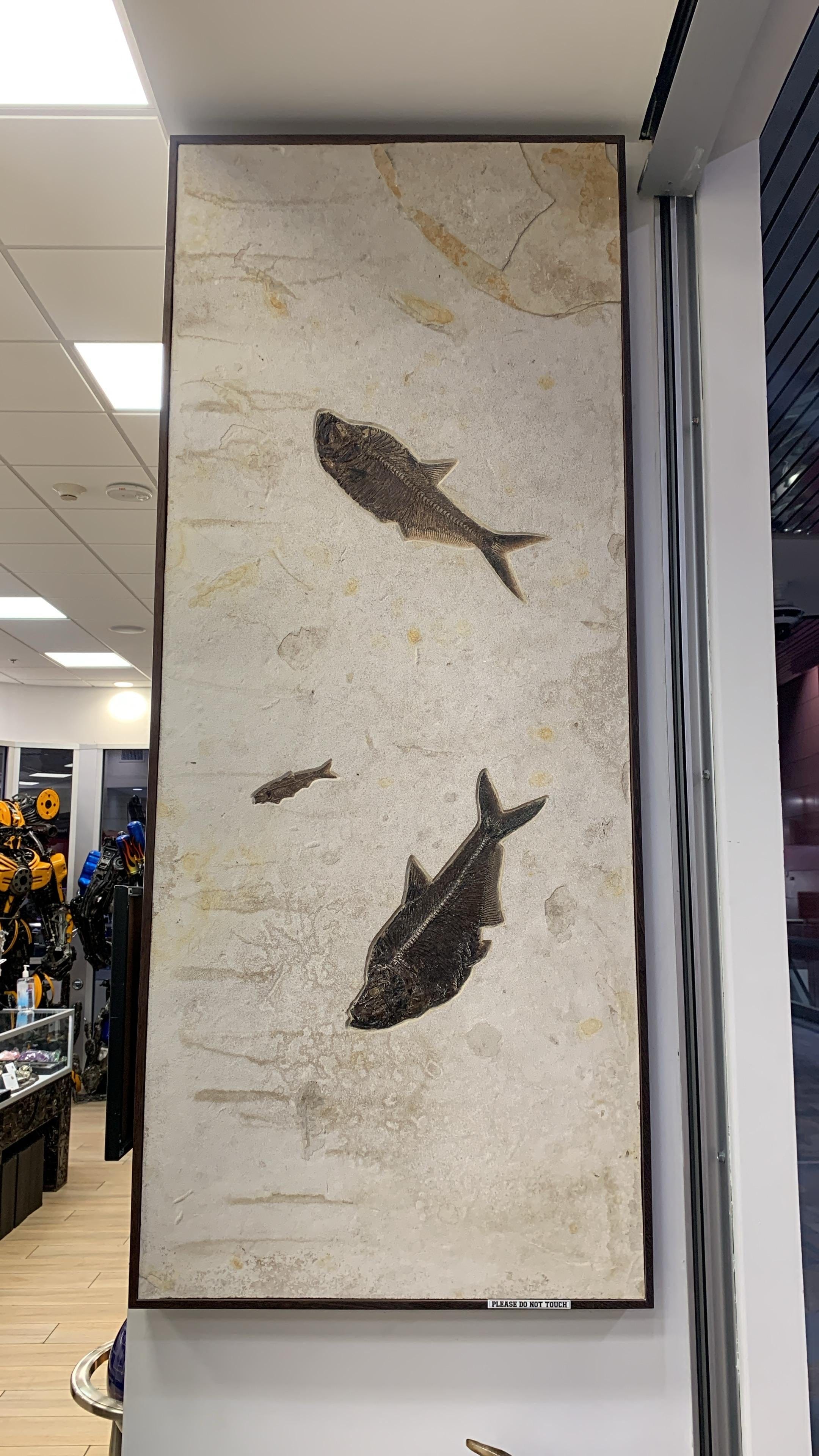 Kalifano Green River Fossil 36" x 61" Green River Fossil Mural (2 Diplomystus dentatus &
1 Knightia eocaena) FF120000.004