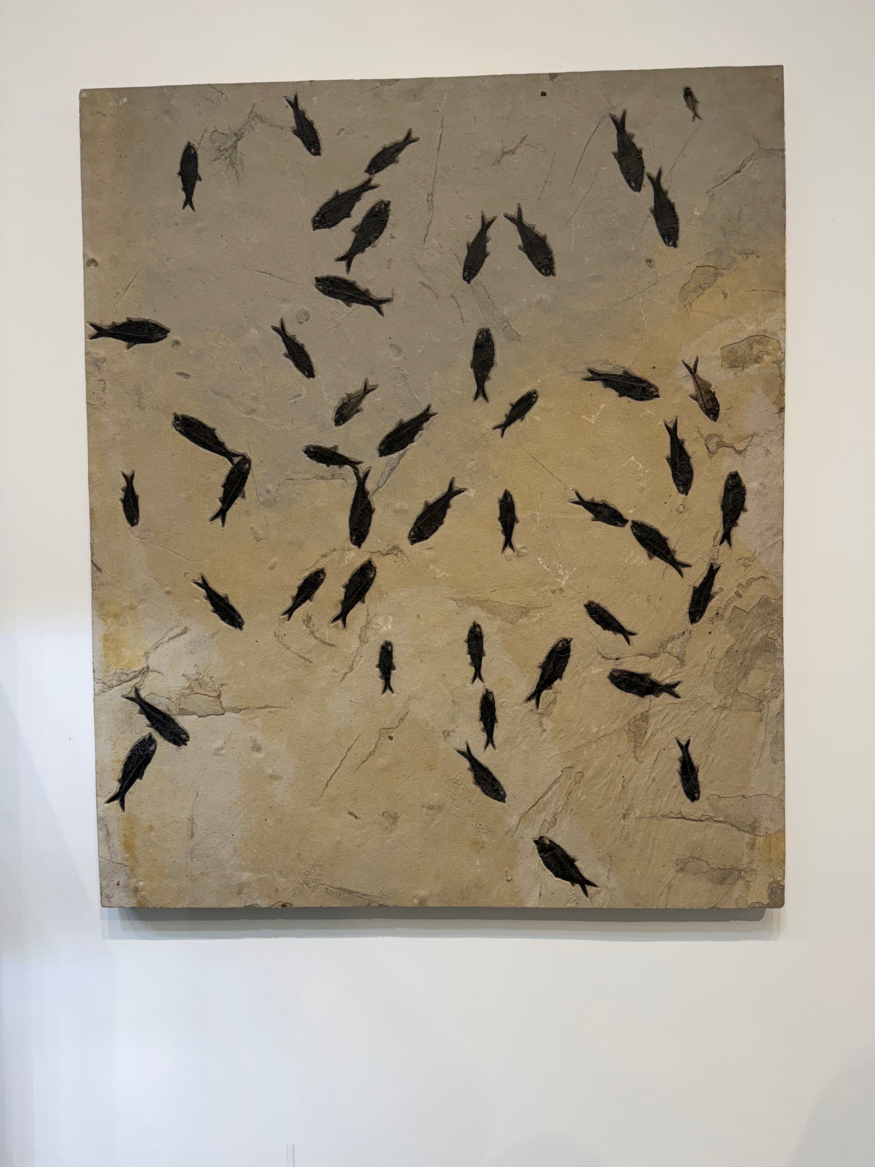 Kalifano Green River Fossil 47" x 56" Green River Mortality Fossil Mural FF72000.001