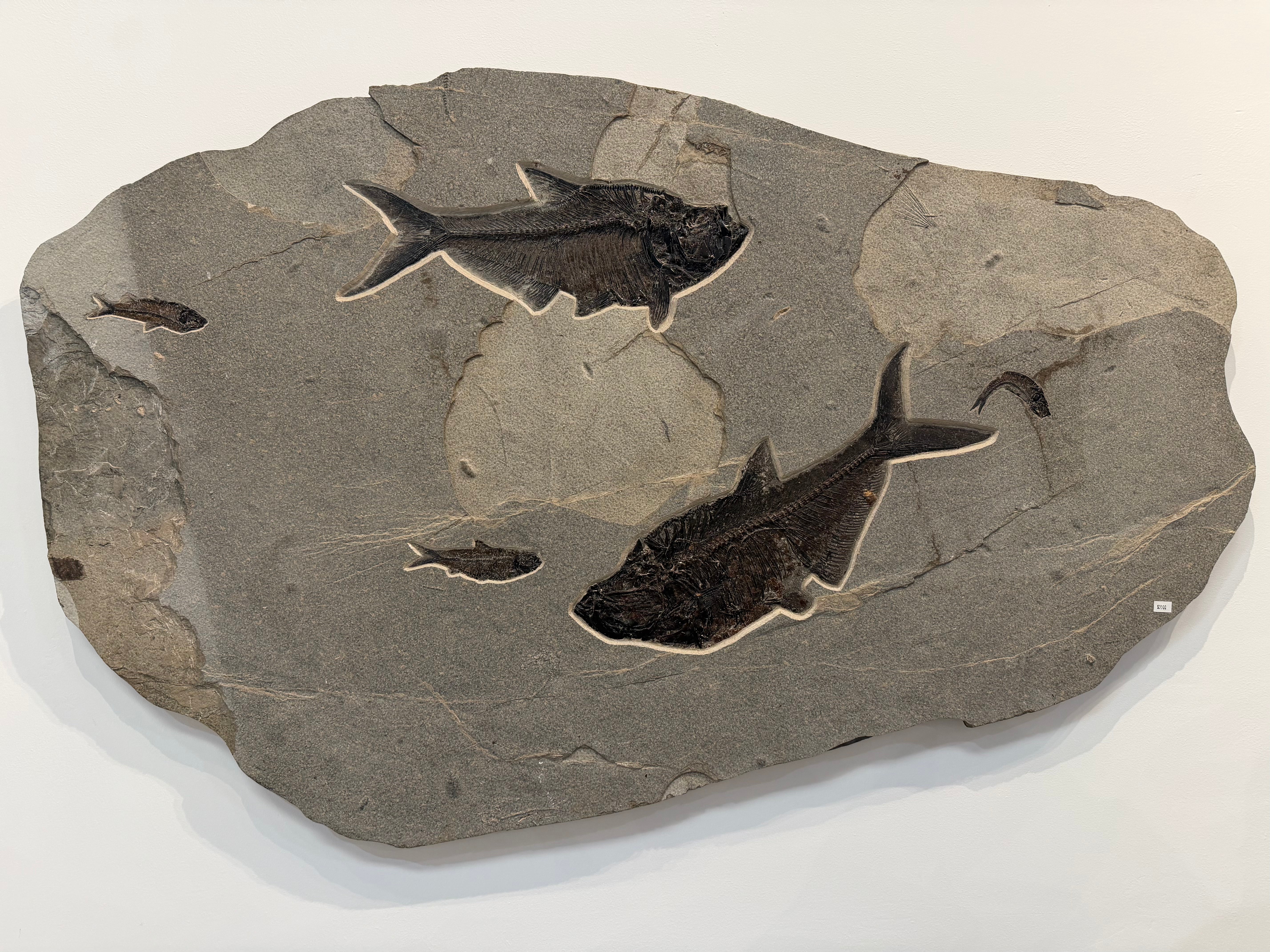 Kalifano Green River Fossil 52" x 33" Irregular Green River Fossil Mural Plate FF56000.002
