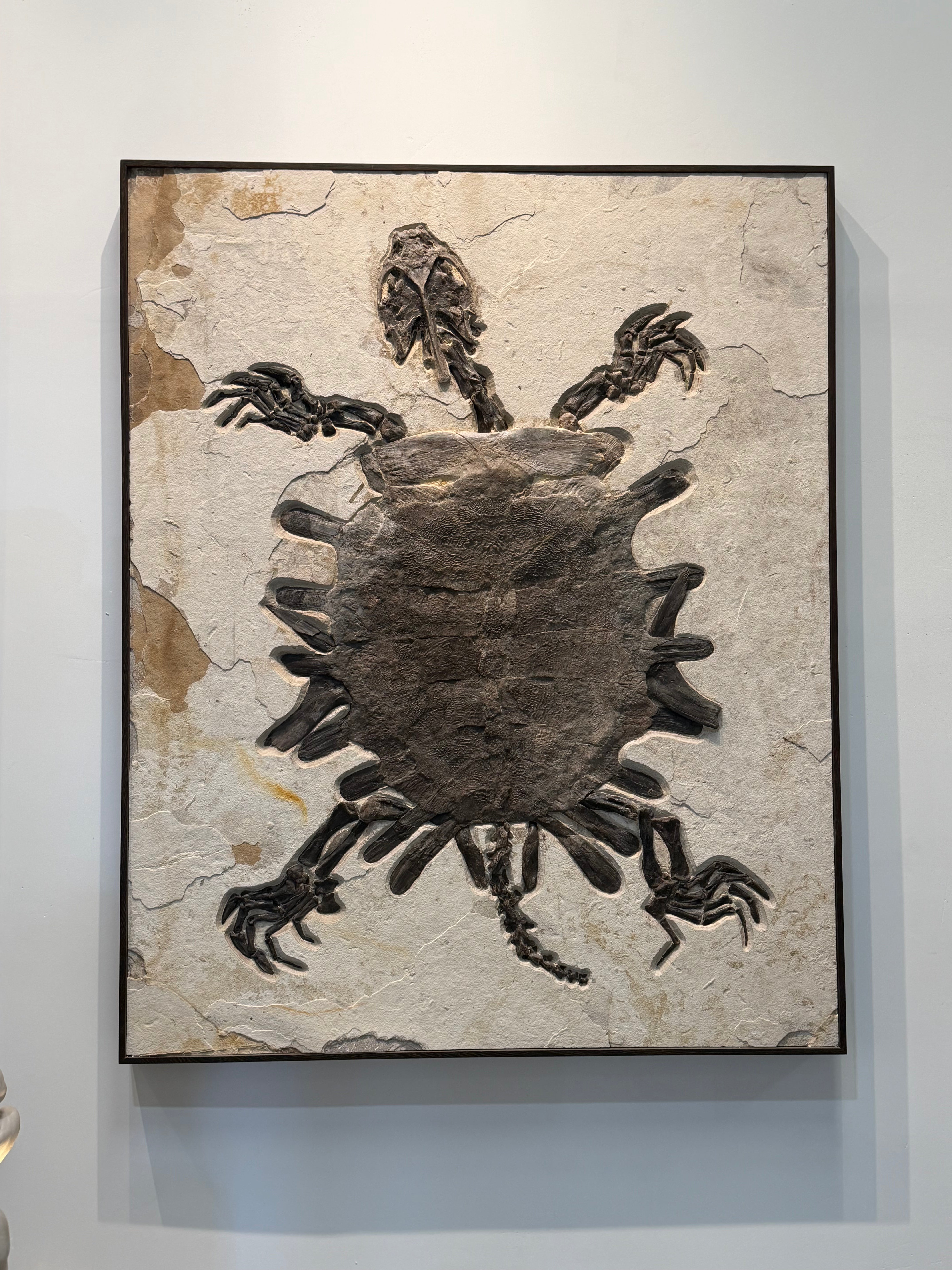 Kalifano Green River Fossil 54" x 67" Green River Fossil Turtle Mural FF1500000.001